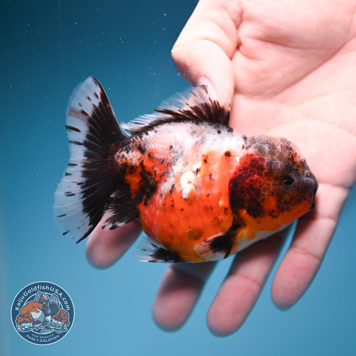 Rare Shogun Inverted Kirin Oranda 3.5 inch Body (260918_OR17)