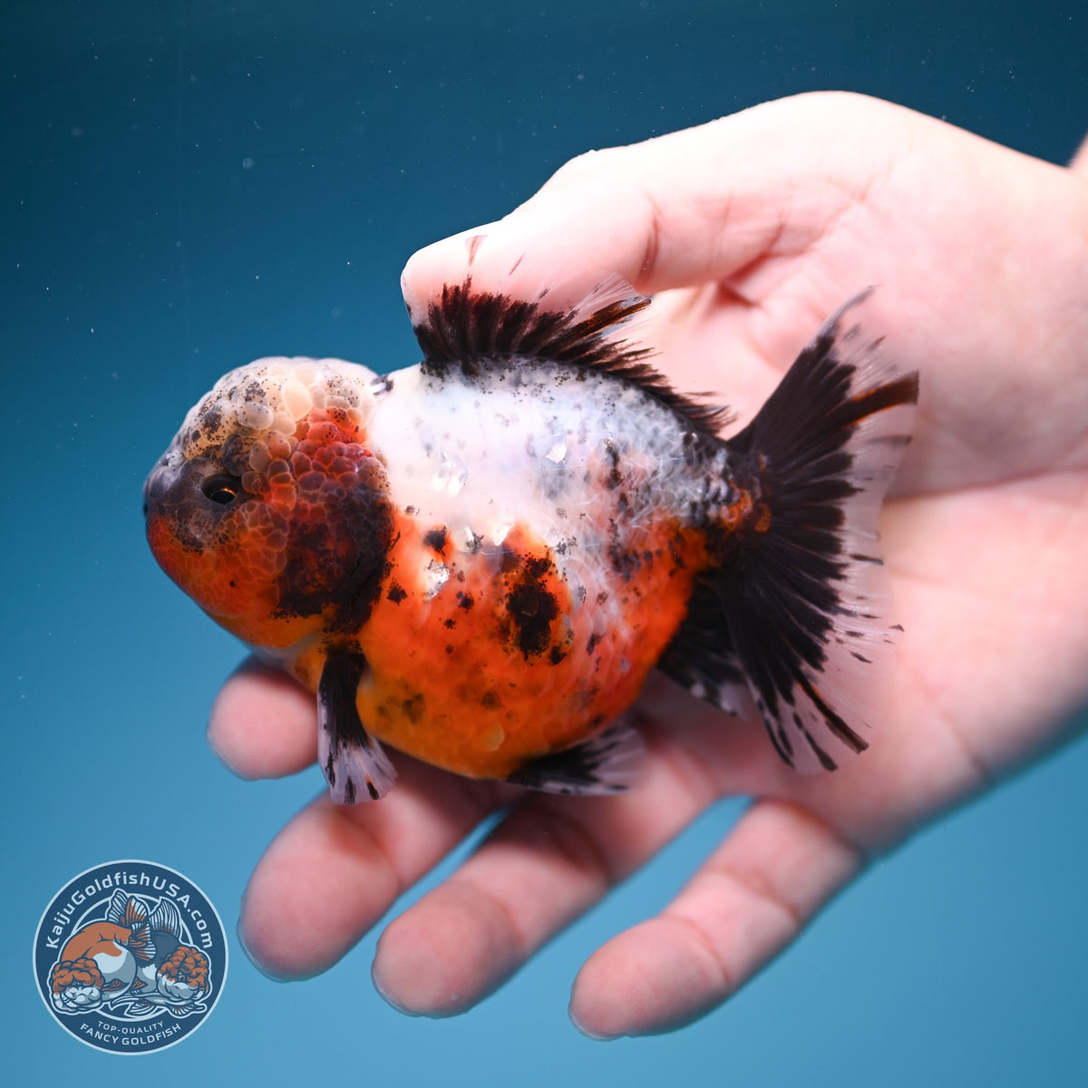 Rare Shogun Inverted Kirin Oranda 3.5 inch Body (260918_OR17)