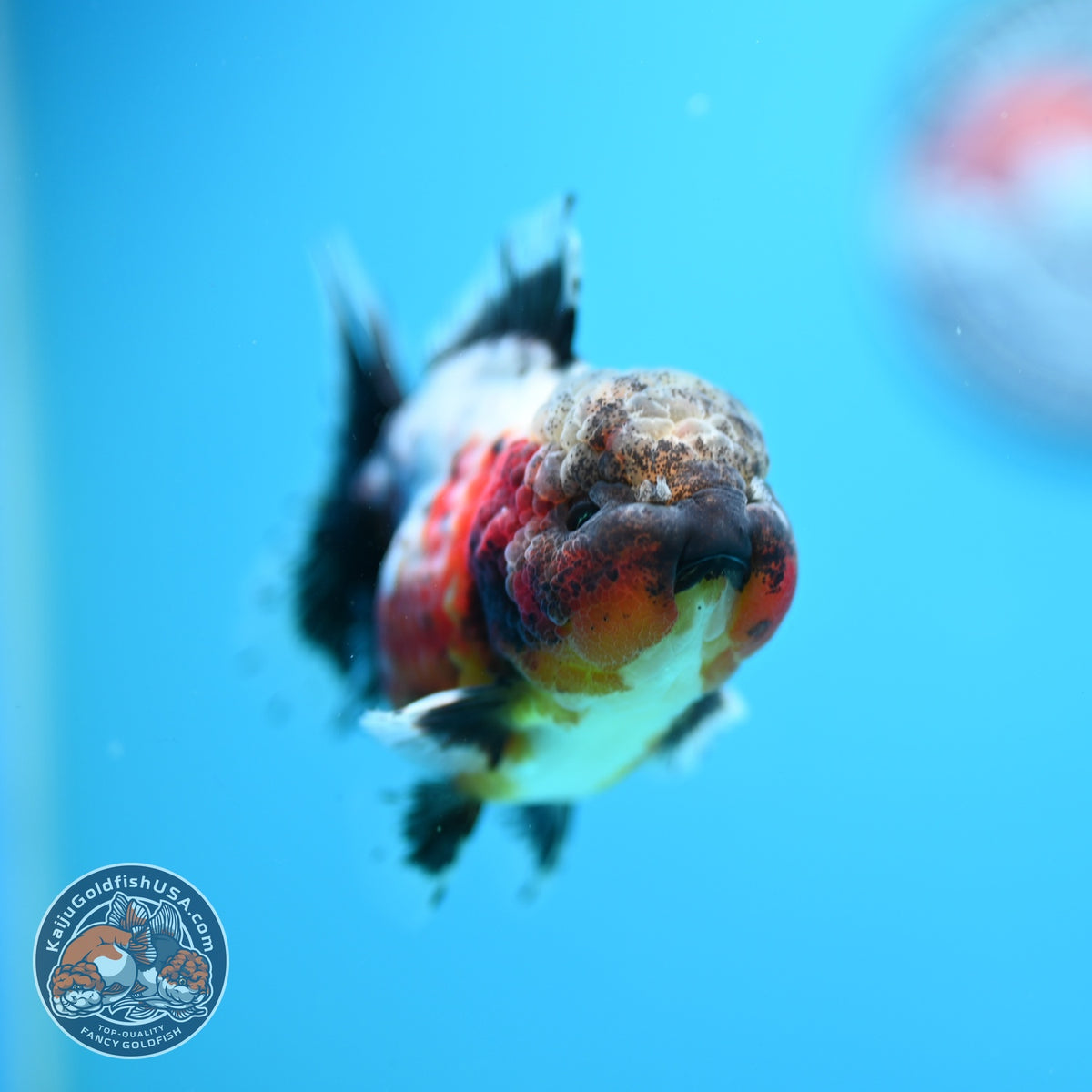Rare Shogun Inverted Kirin Oranda 3.5 inch Body (260918_OR17)