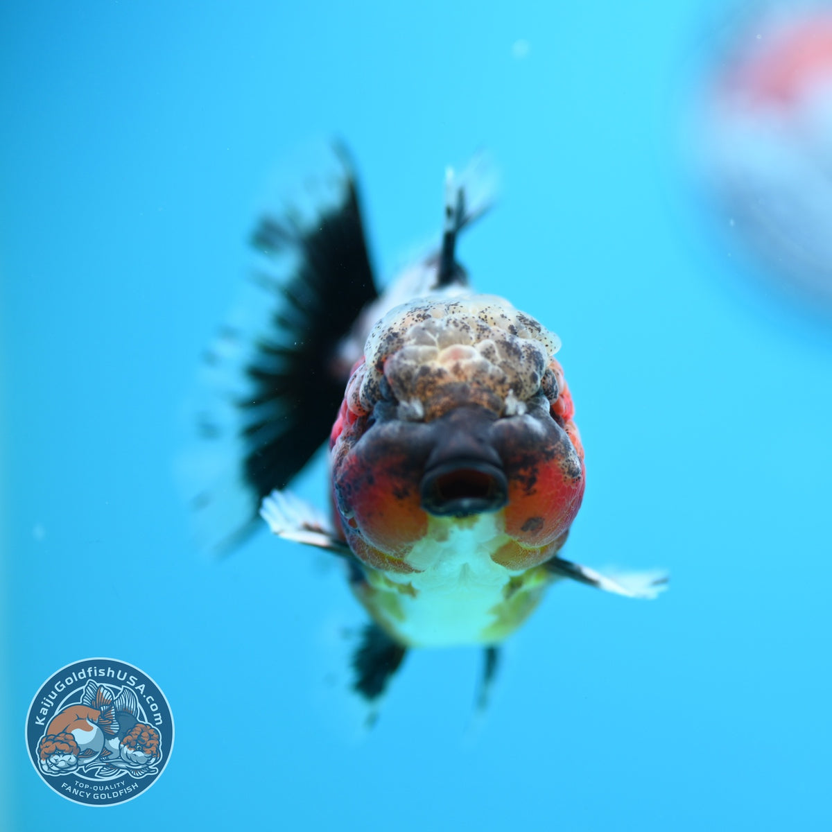 Rare Shogun Inverted Kirin Oranda 3.5 inch Body (260918_OR17)