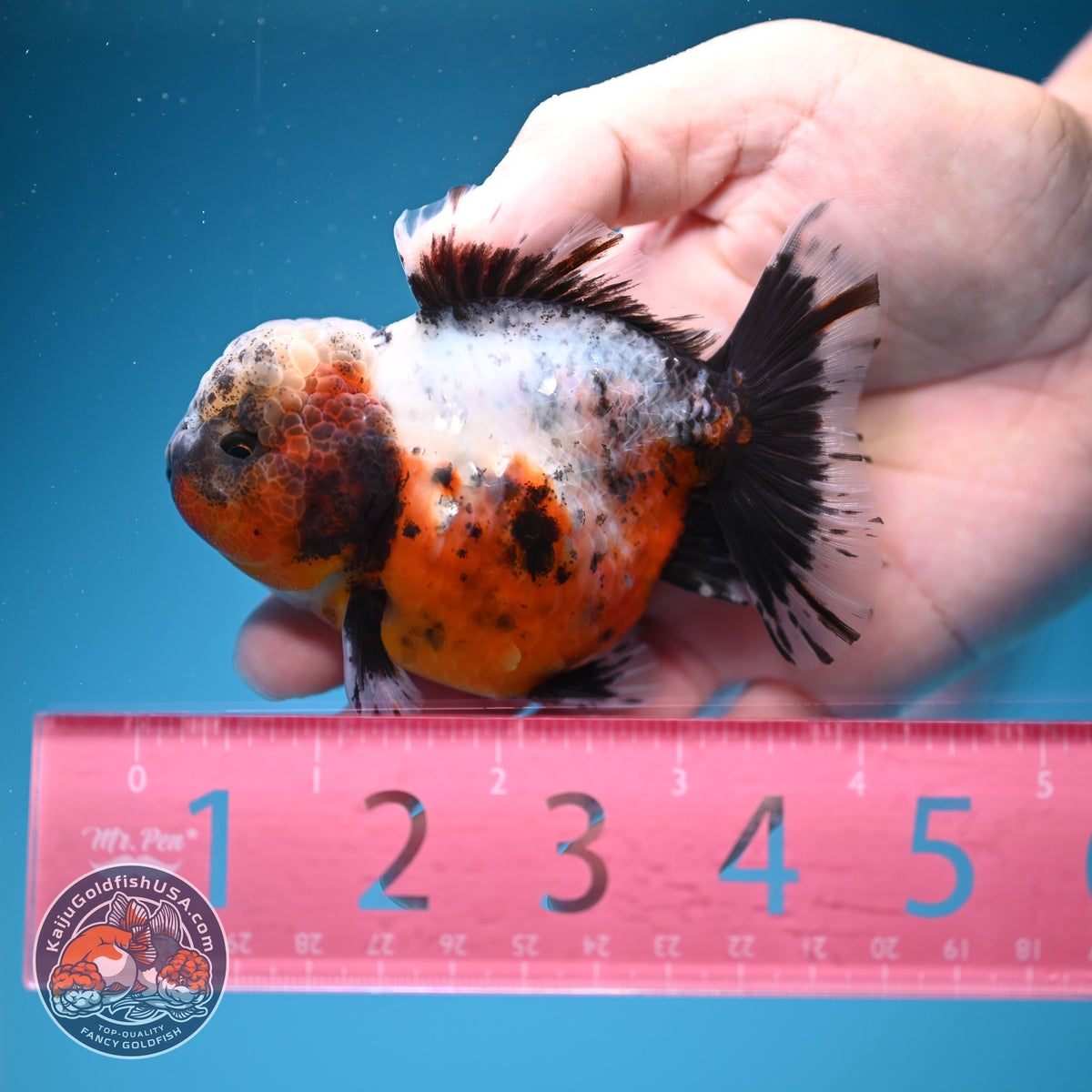 Rare Shogun Inverted Kirin Oranda 3.5 inch Body (260918_OR17)
