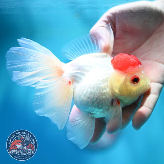 Red Cap Rose Tail Oranda 4 inch Body (260515_OR09)