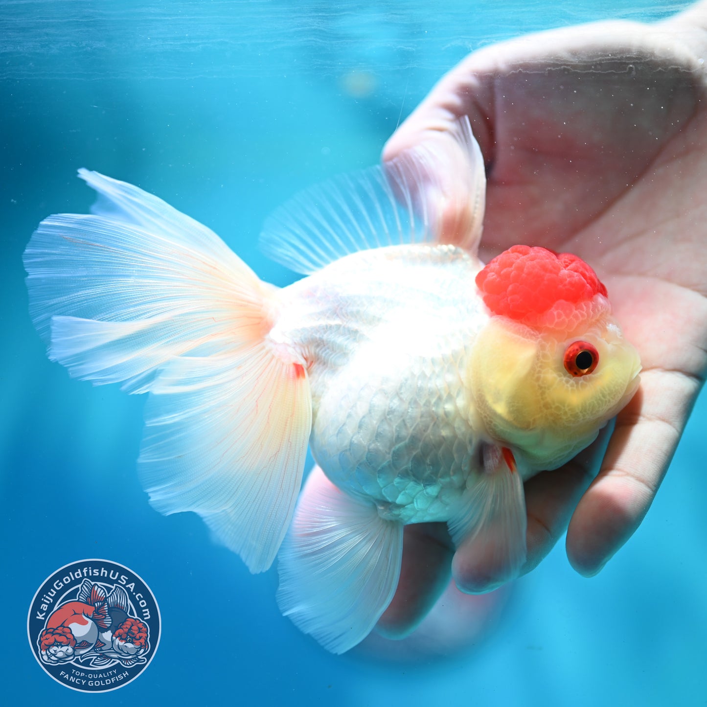 Red Cap Rose Tail Oranda 4 inch Body (260515_OR09)