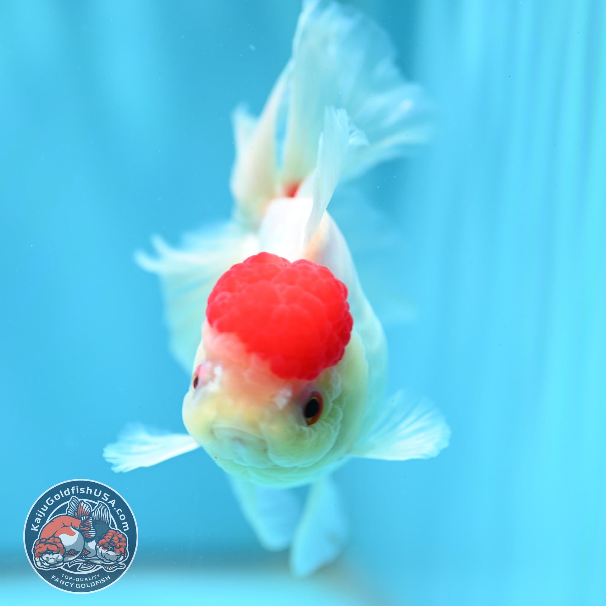 Red Cap Rose Tail Oranda 4 inch Body (260515_OR09)