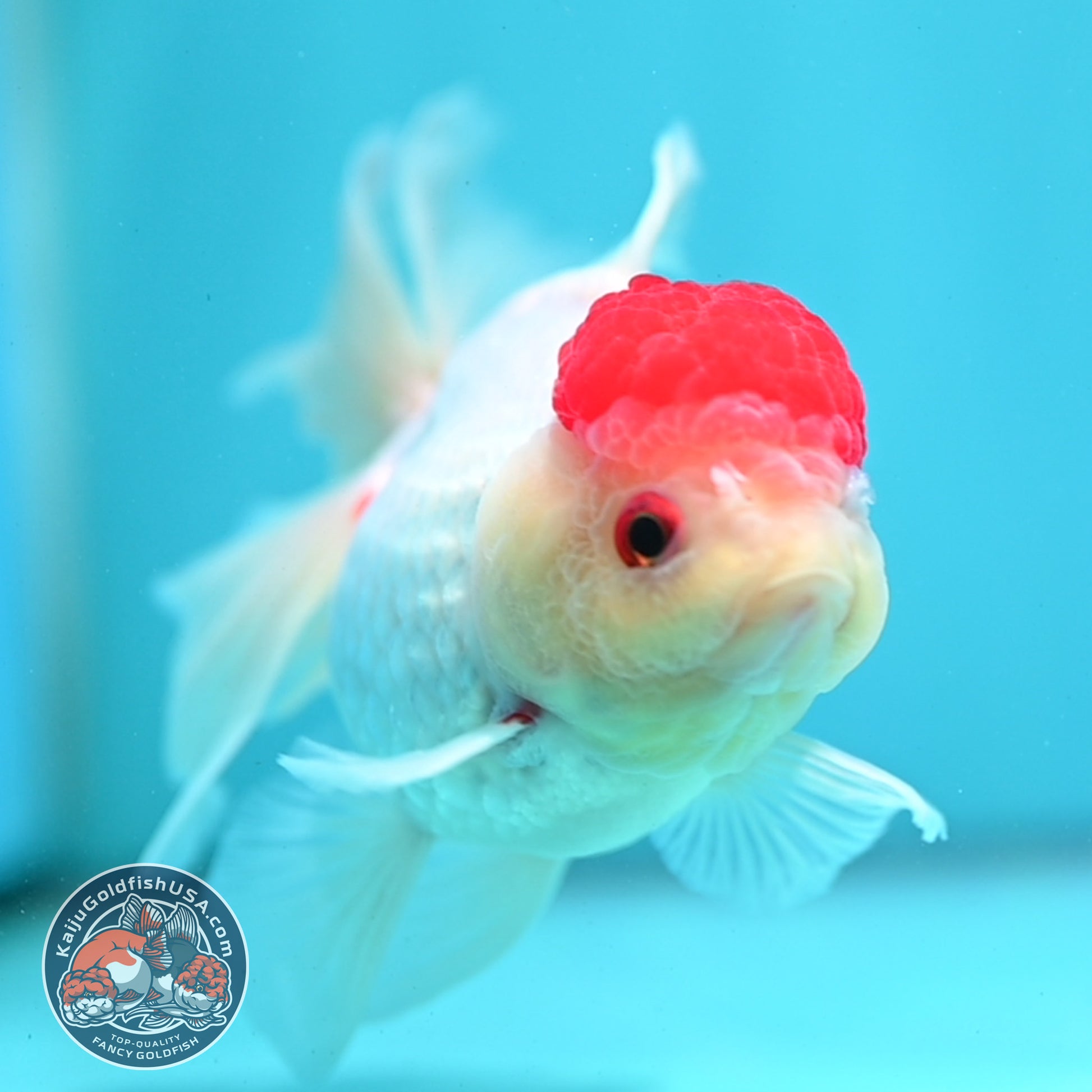 Red Cap Rose Tail Oranda 4 inch Body (260515_OR09)