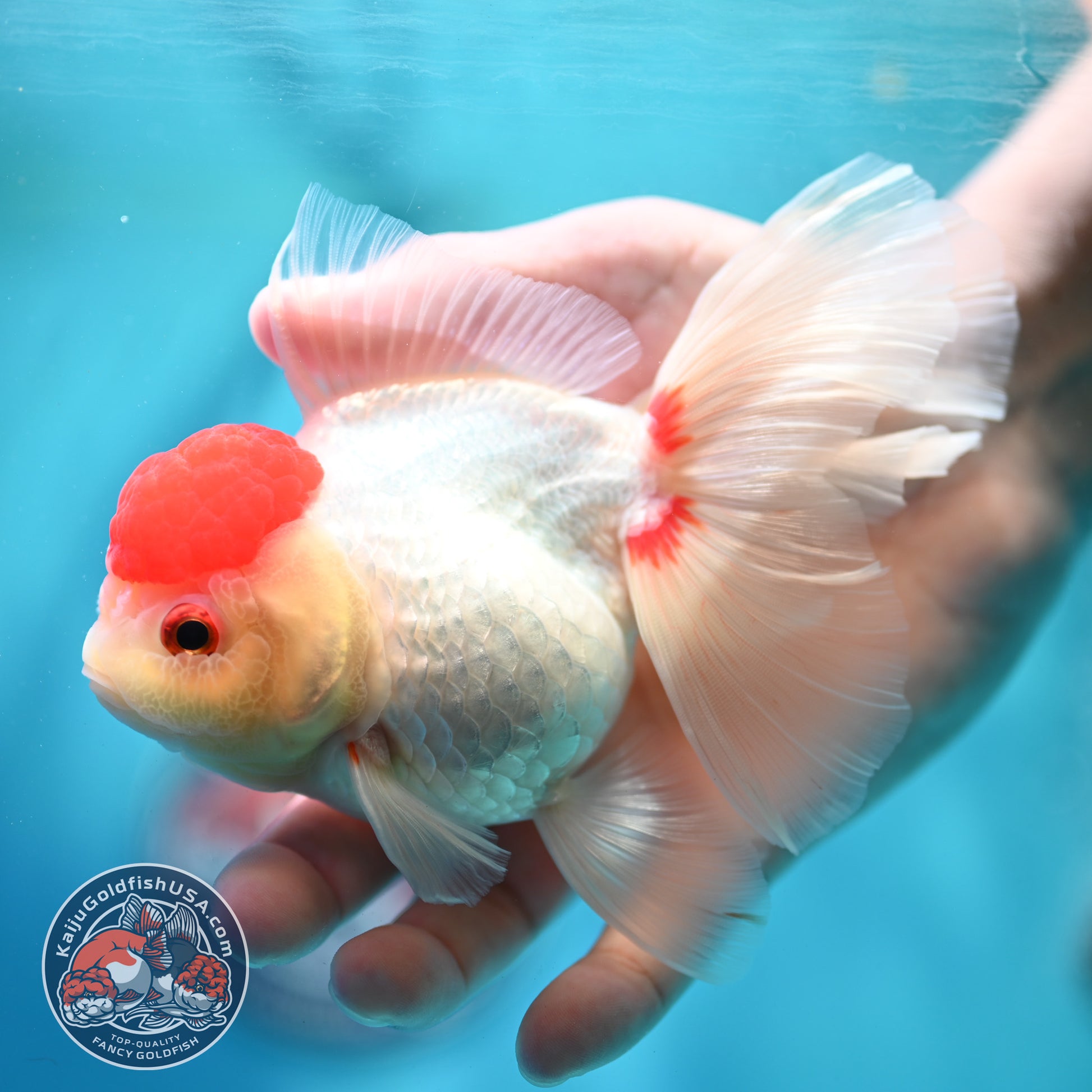 Red Cap Rose Tail Oranda 4 inch Body (260515_OR09)