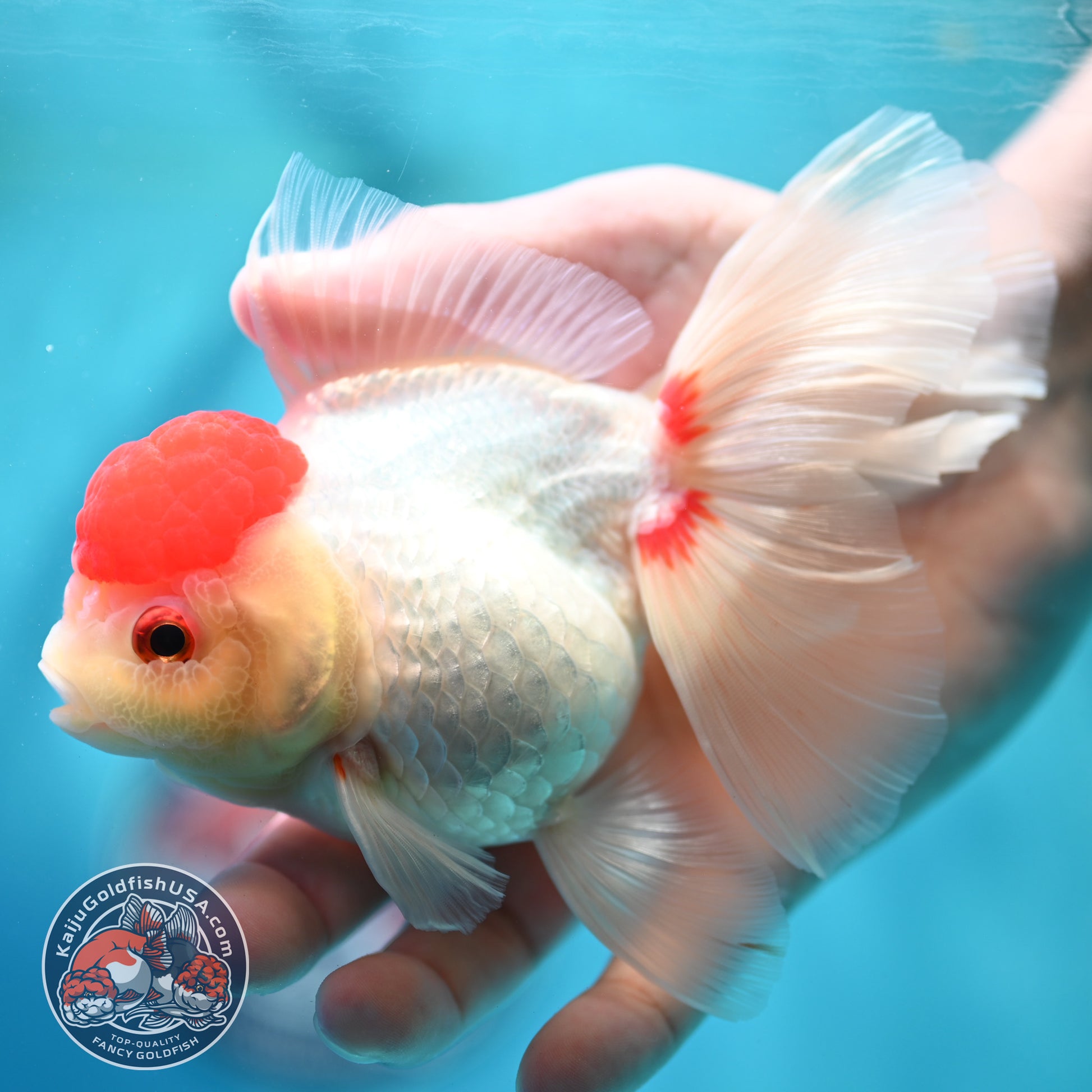 Red Cap Rose Tail Oranda 4 inch Body (260515_OR09)