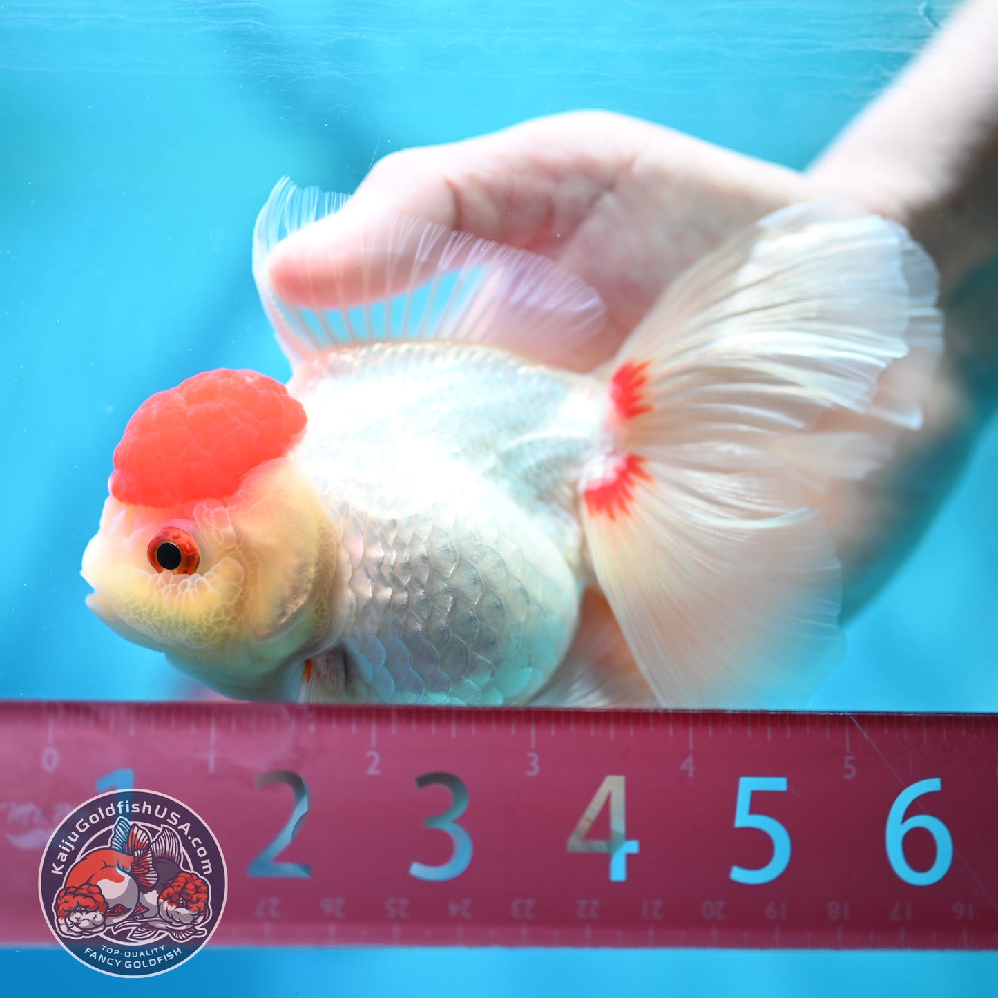 Red Cap Rose Tail Oranda 4 inch Body (260515_OR09)