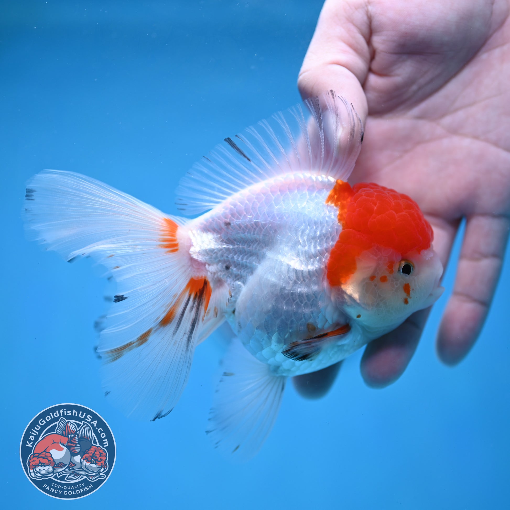 Red Cap Rosetail Oranda 3.5 inch Body (260213_OR09)