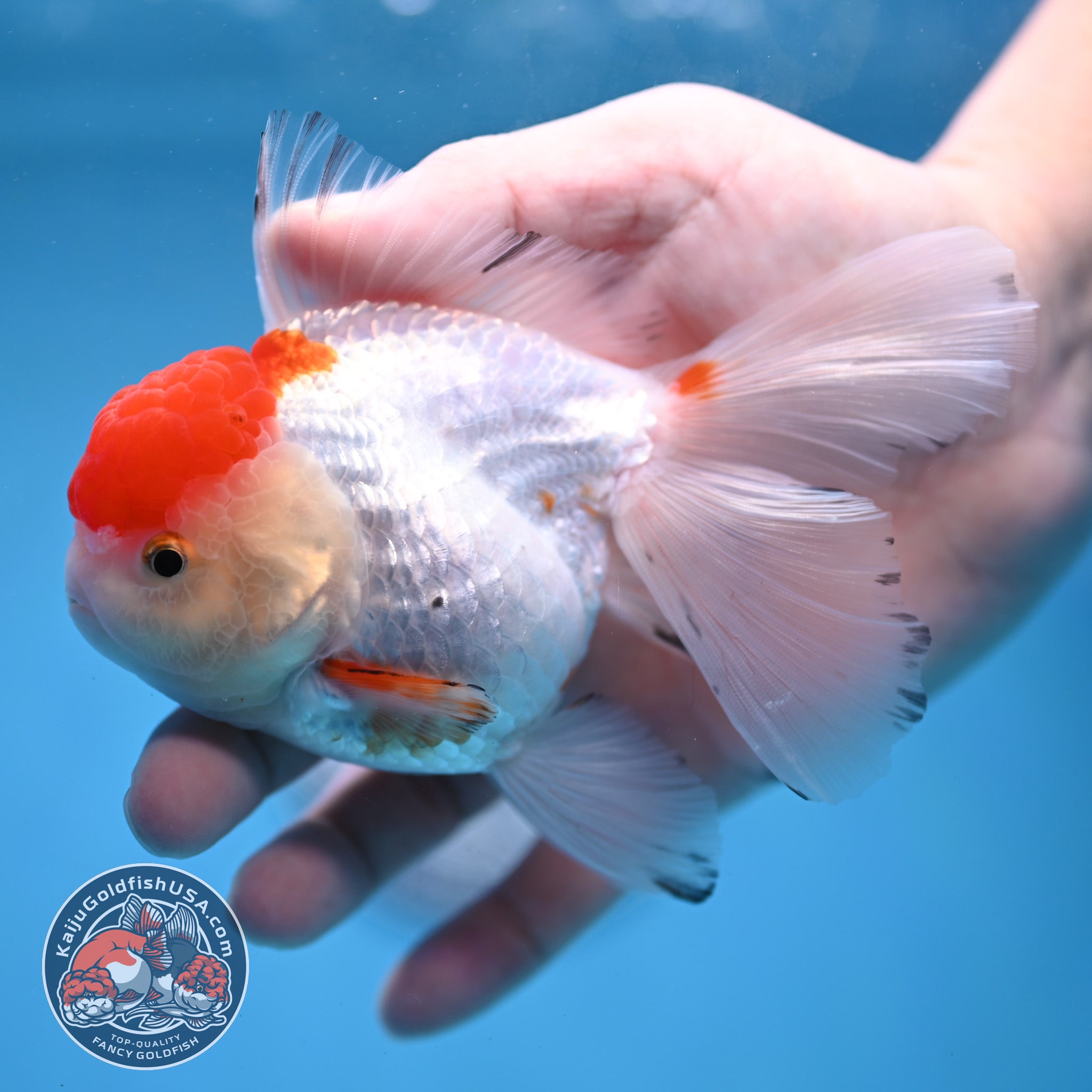 Red Cap Rosetail Oranda 3.5 inch Body (260213_OR09) – Kaiju Goldfish USA