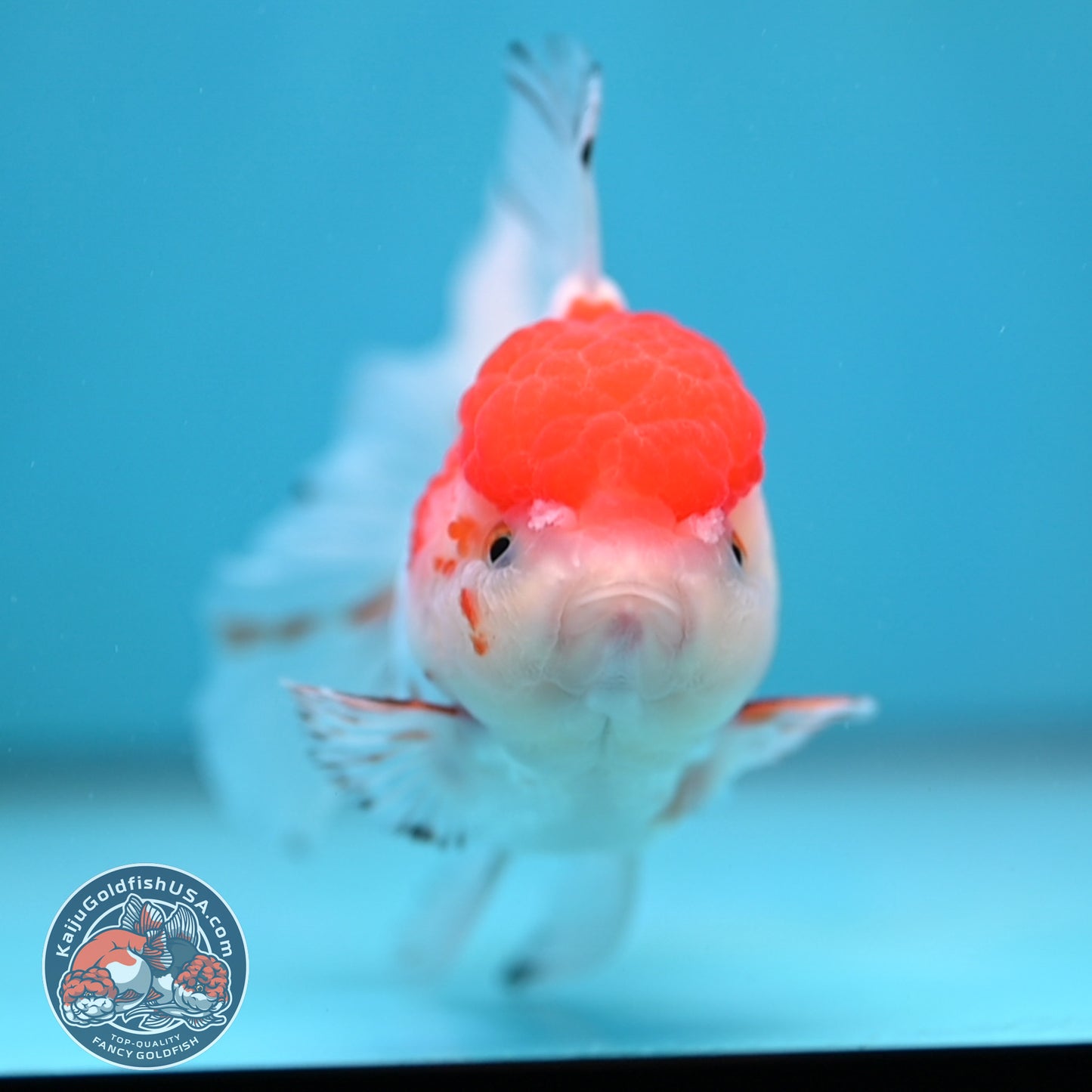Red Cap Rosetail Oranda 3.5 inch Body (260213_OR09)