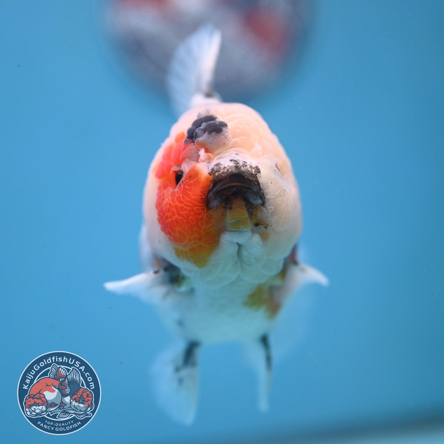 Red Cheek Calico Oranda 4 inch Body (251121_OR03)