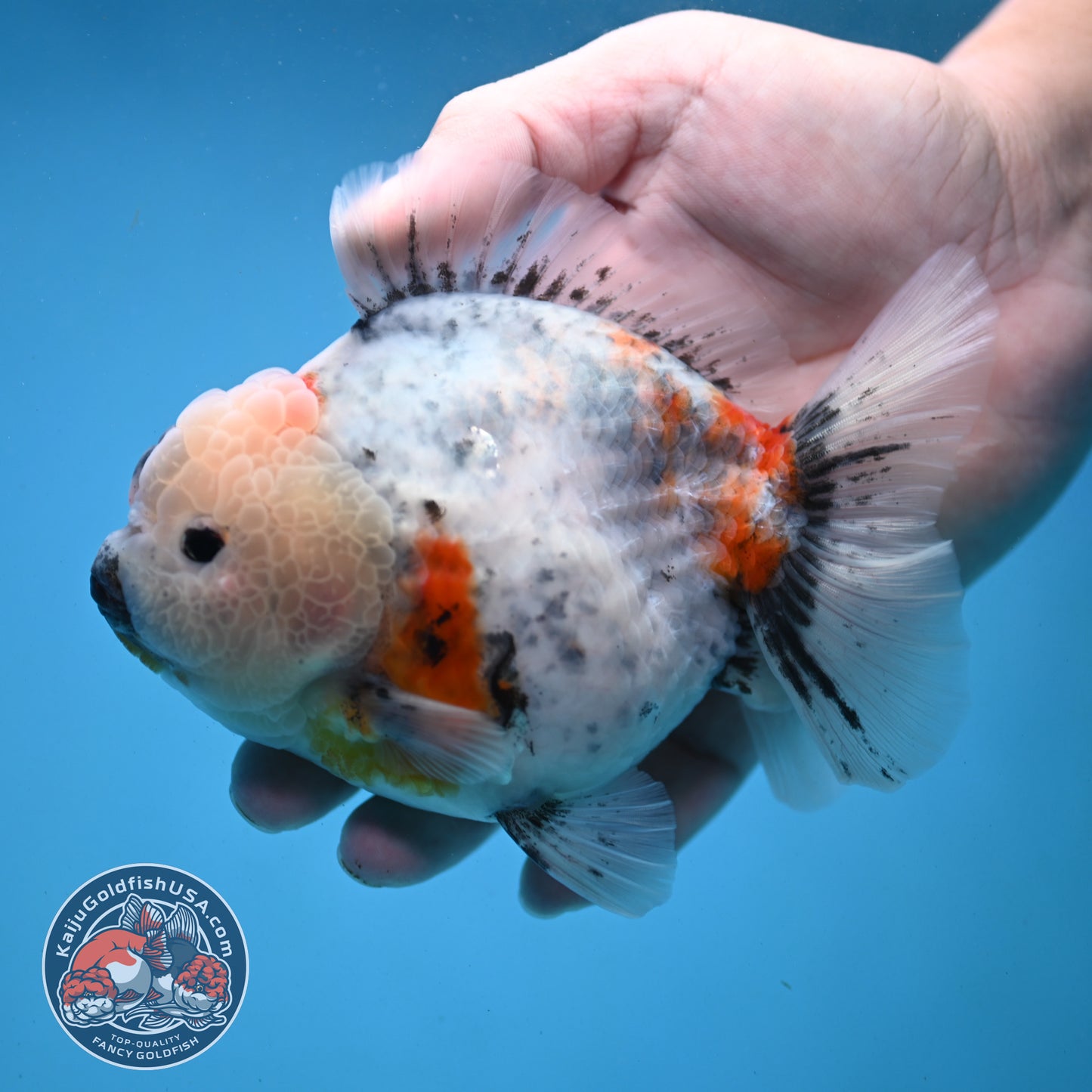 Red Cheek Calico Oranda 4 inch Body (251121_OR03)