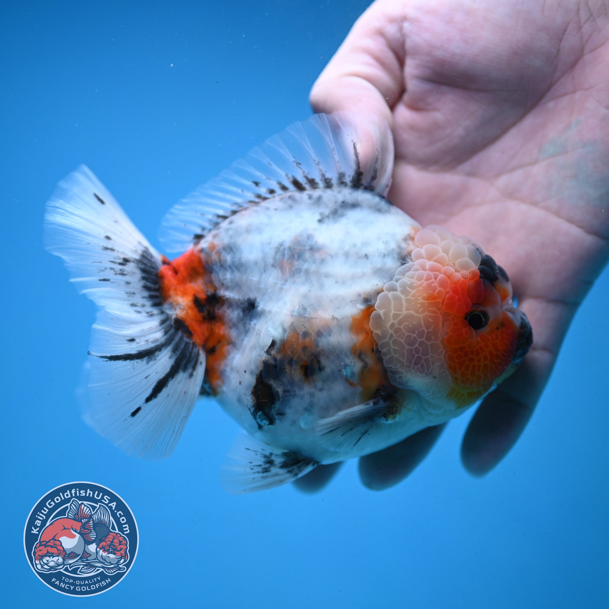 Red Cheek Calico Oranda 4 inch Body (251121_OR03)