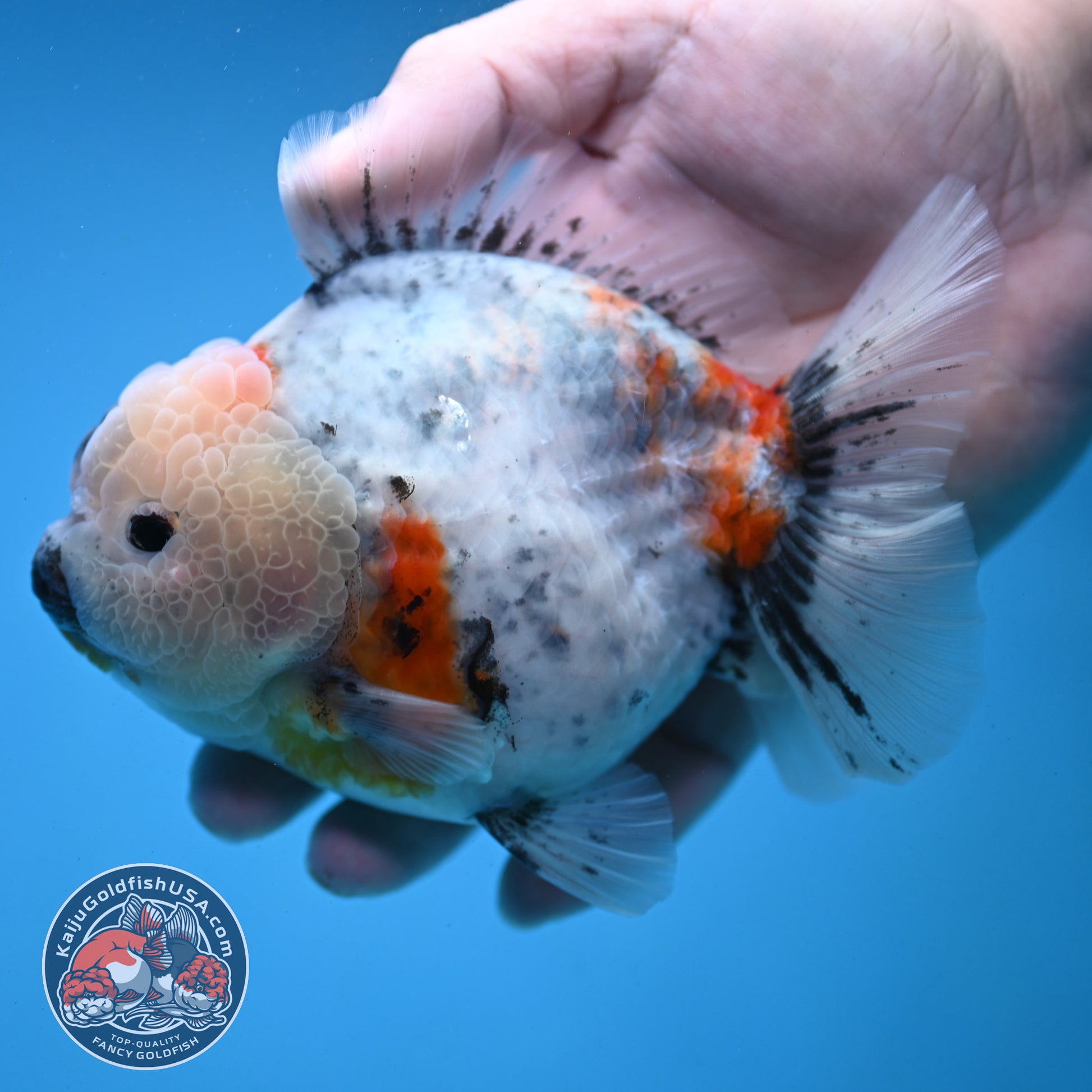 Red Cheek Calico Oranda 4 inch Body (251121_OR03)