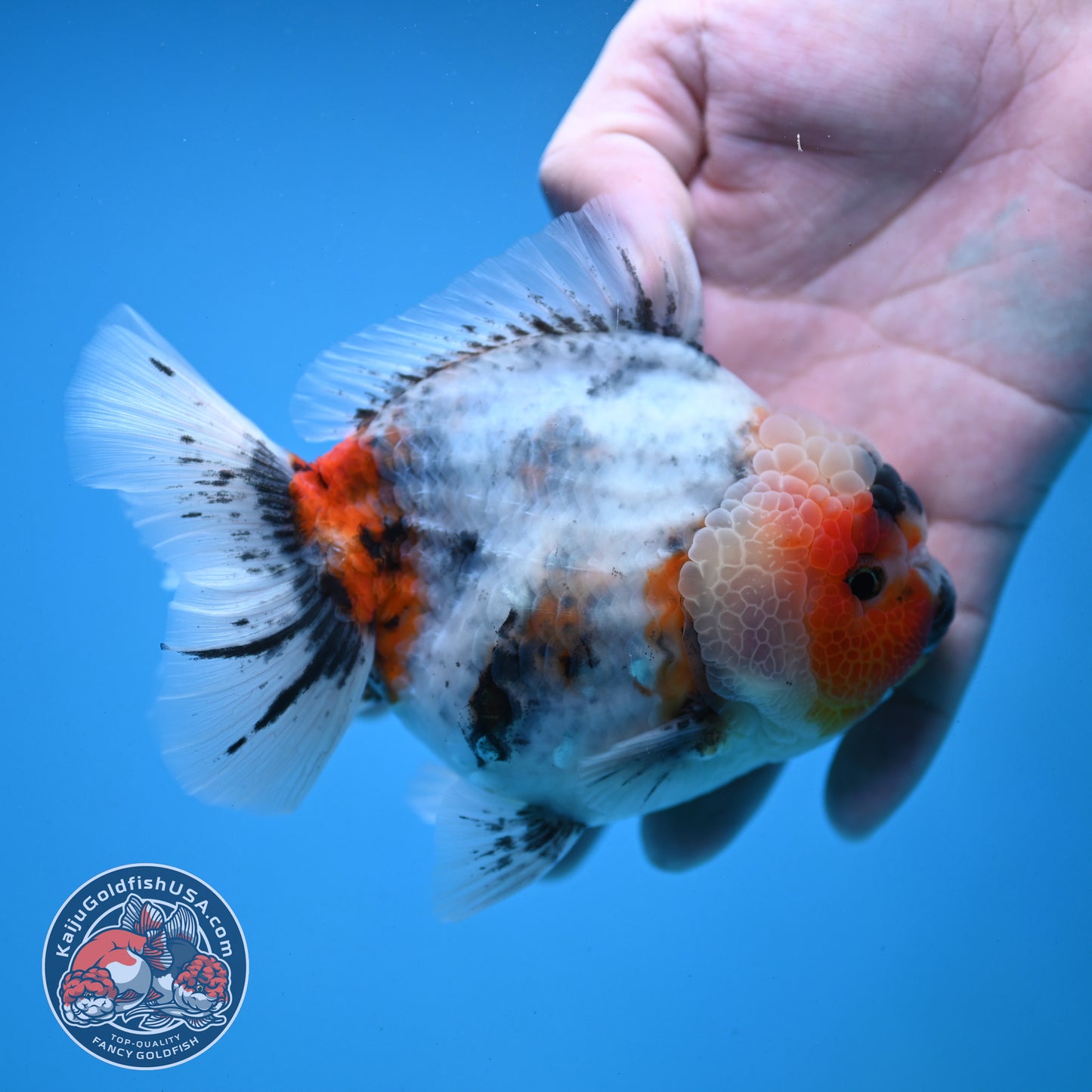 Red Cheek Calico Oranda 4 inch Body (251121_OR03)
