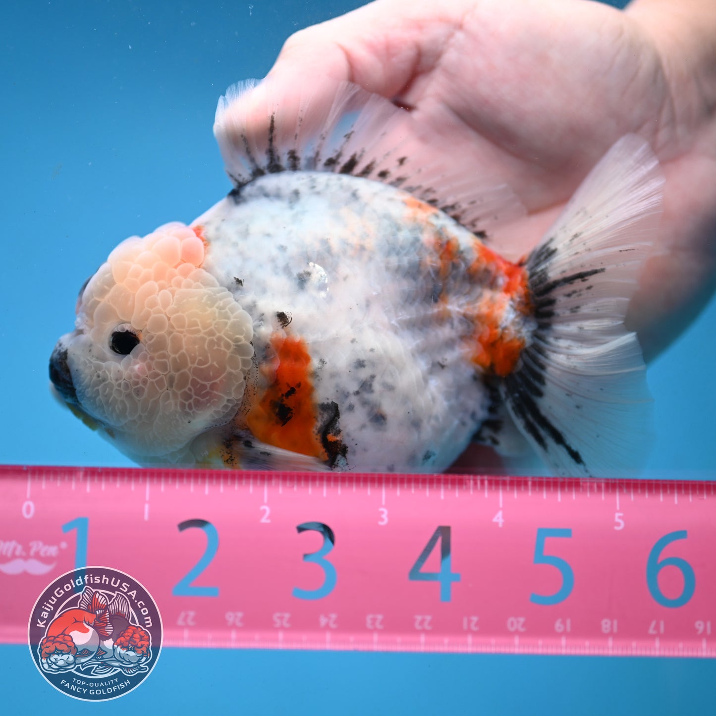 Red Cheek Calico Oranda 4 inch Body (251121_OR03)