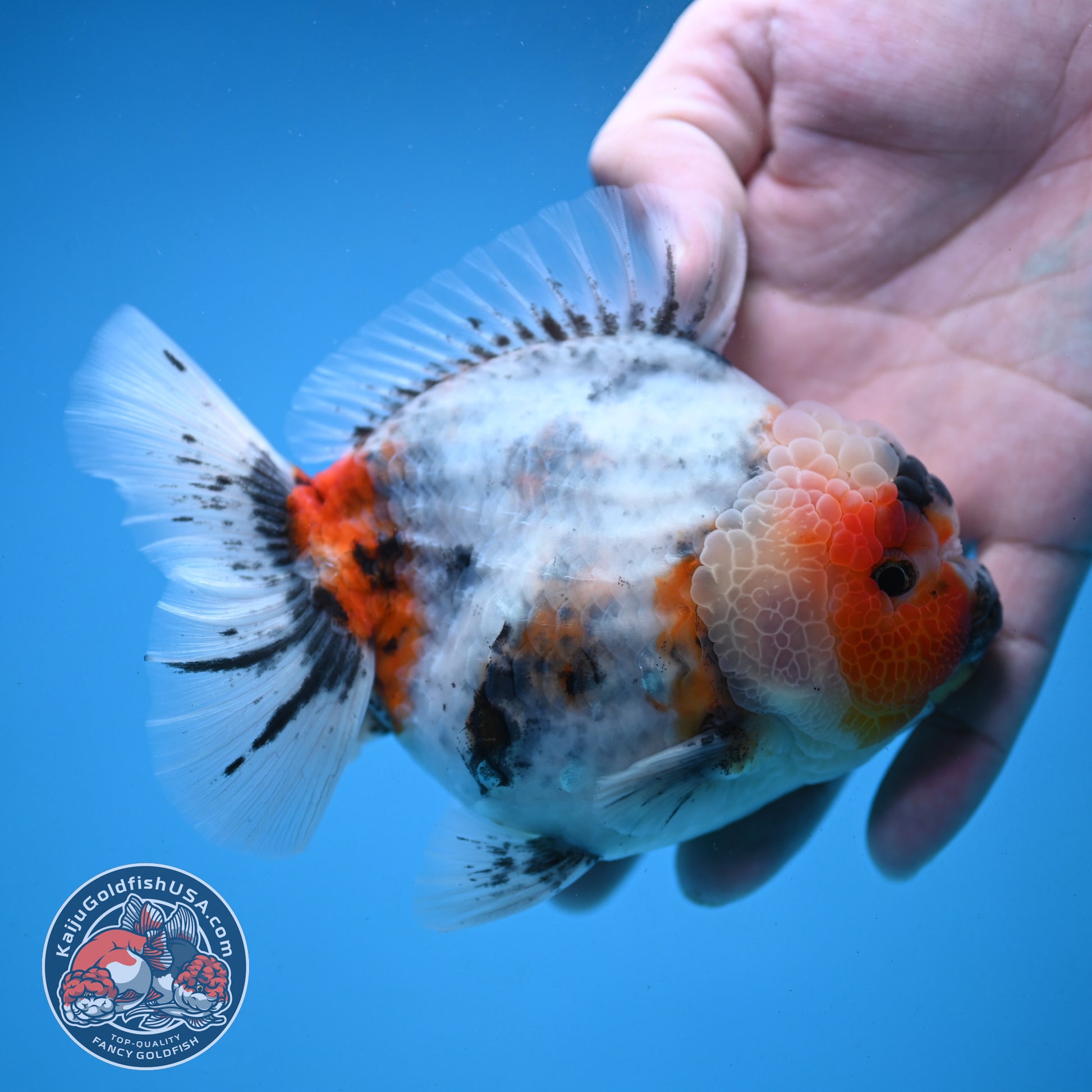 Red Cheek Calico Oranda 4 inch Body (251121_OR03)