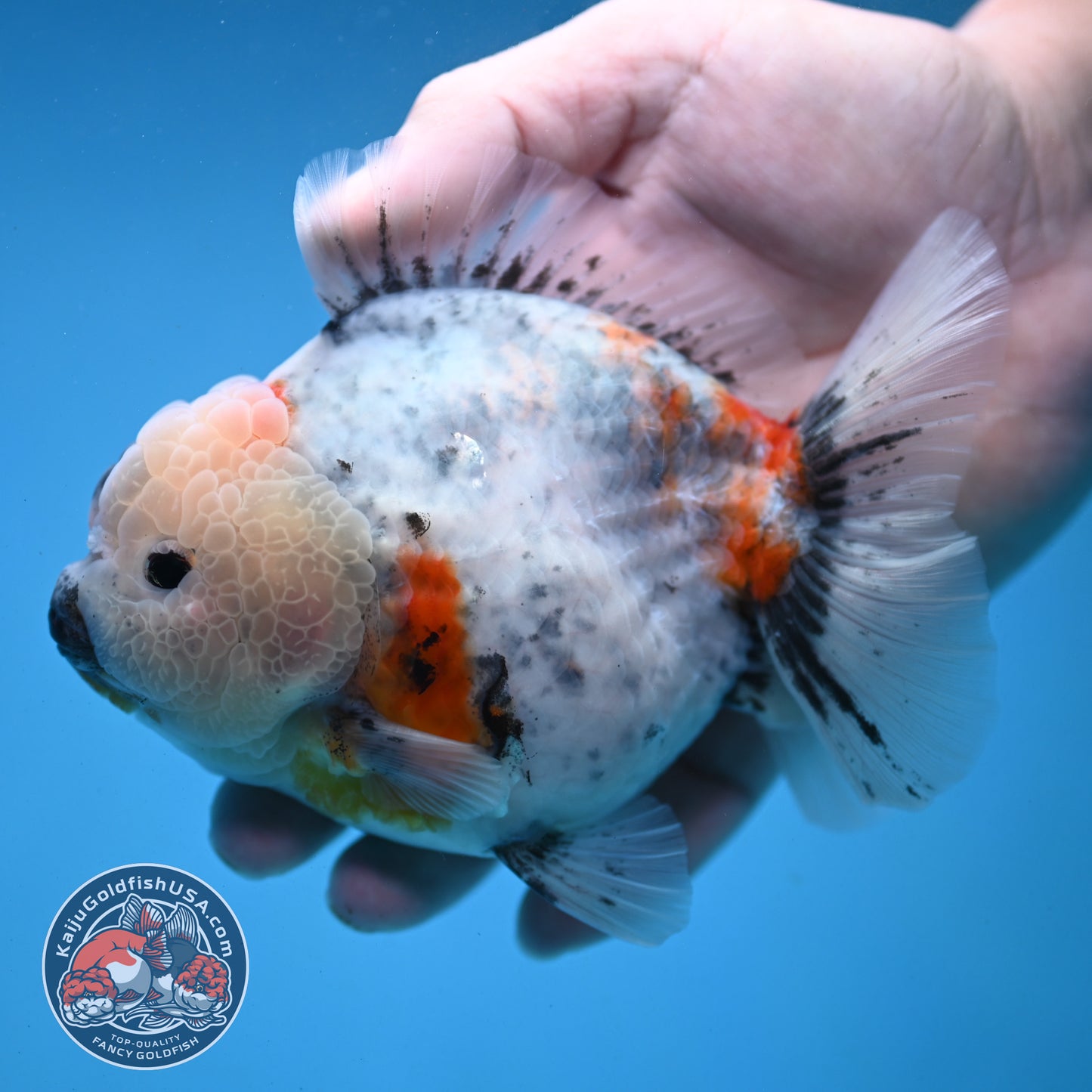 Red Cheek Calico Oranda 4 inch Body (251121_OR03)