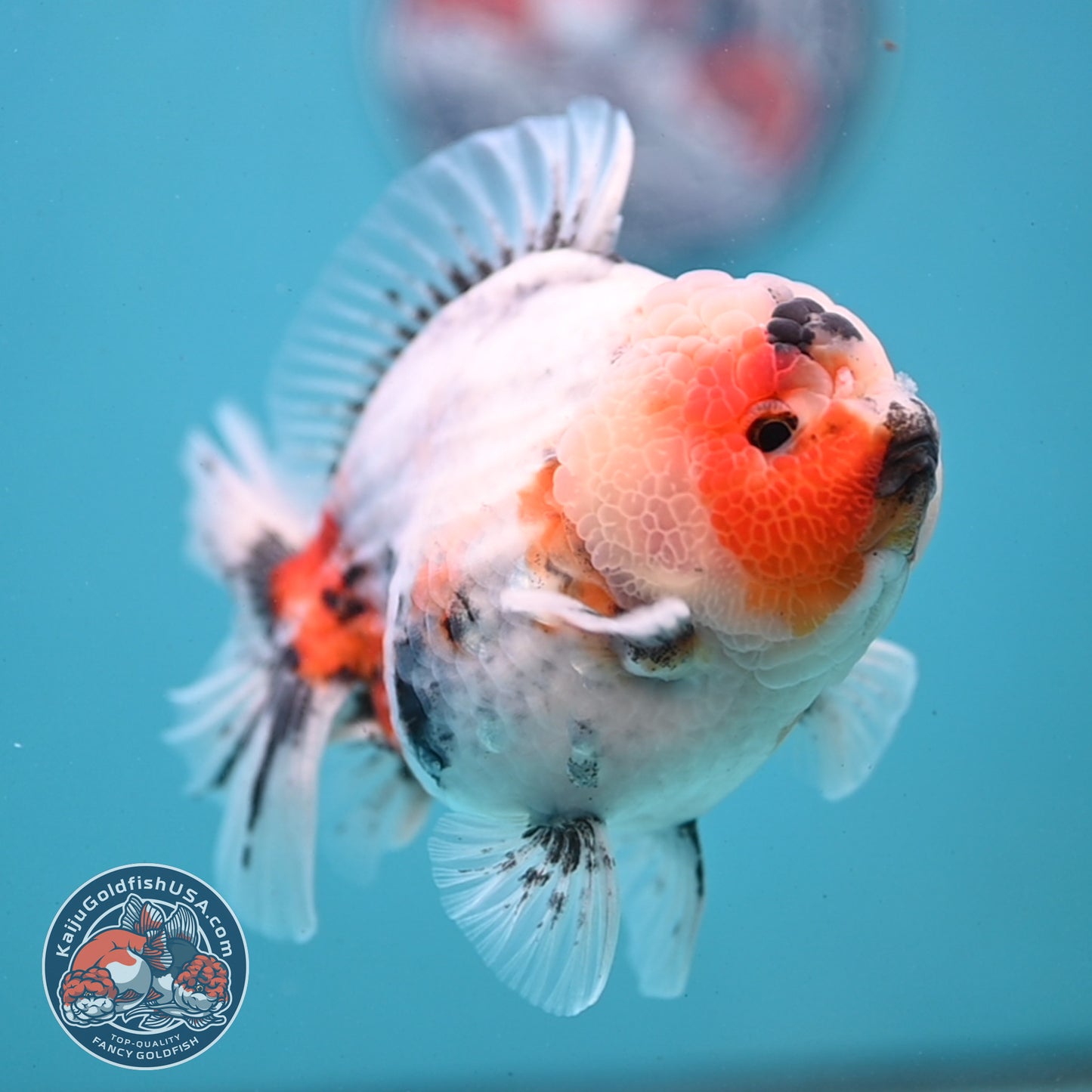 Red Cheek Calico Oranda 4 inch Body (251121_OR03)