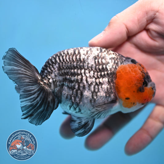 Red Faced White Tiger Ranchu 4 inch Body (251017_RC01)