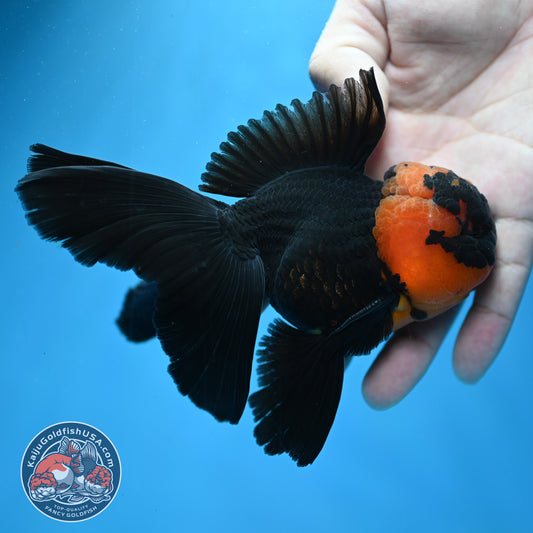 Red Head Black Rosetail Oranda 3.5 inch Body (260313_OR02)