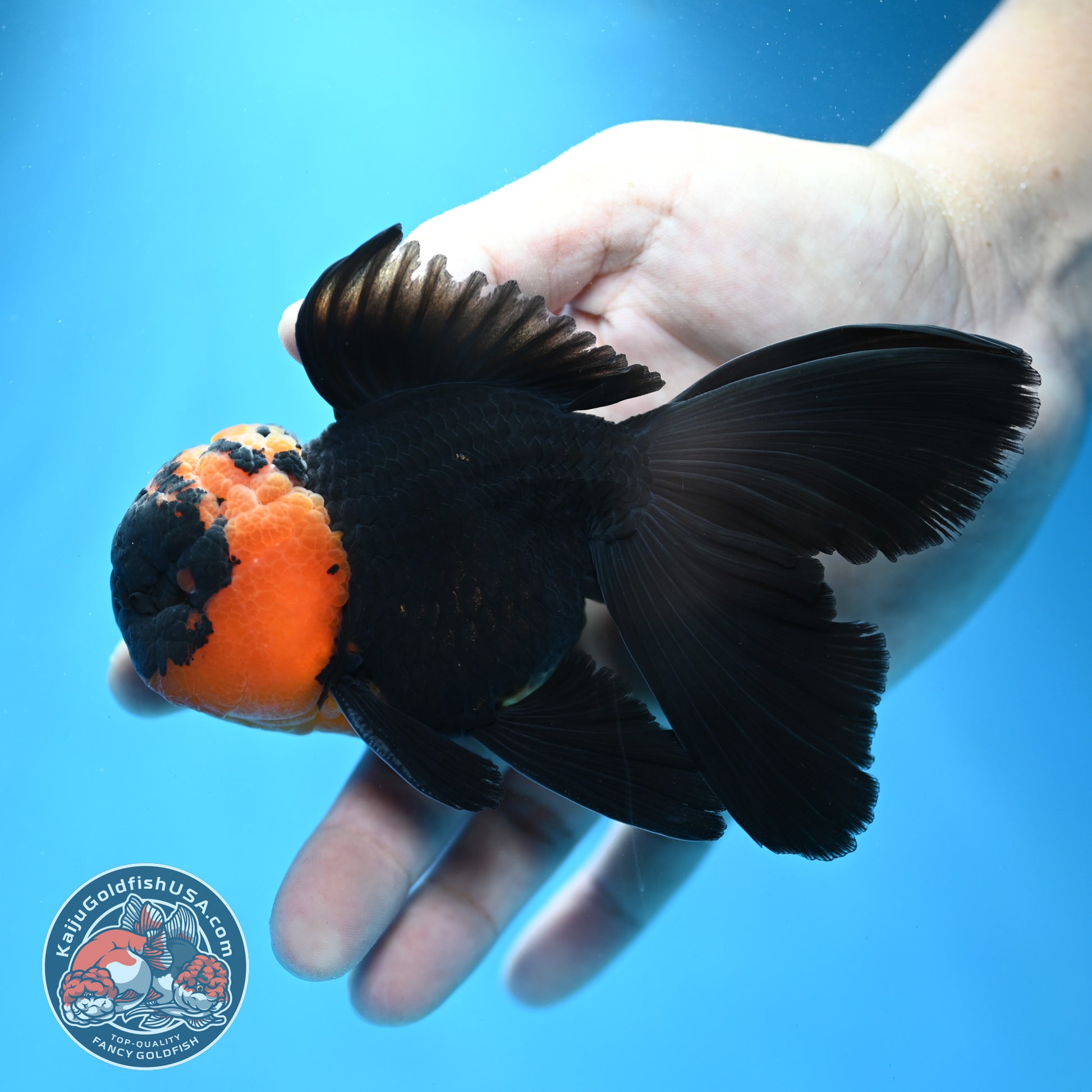 Red Head Black Rosetail Oranda 3.5 inch Body (260313_OR02)