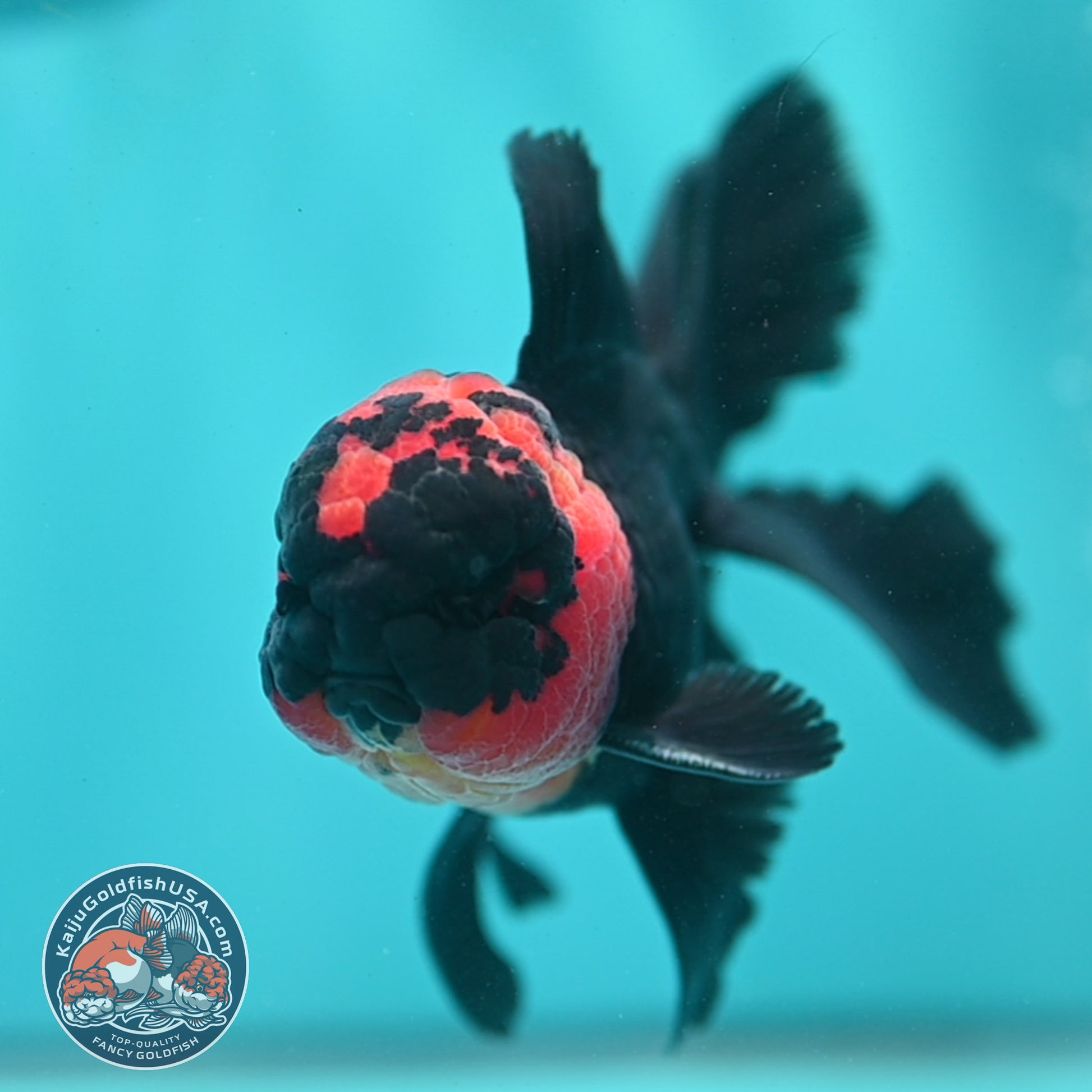 Red Head Black Rosetail Oranda 3.5 inch Body (260313_OR02)