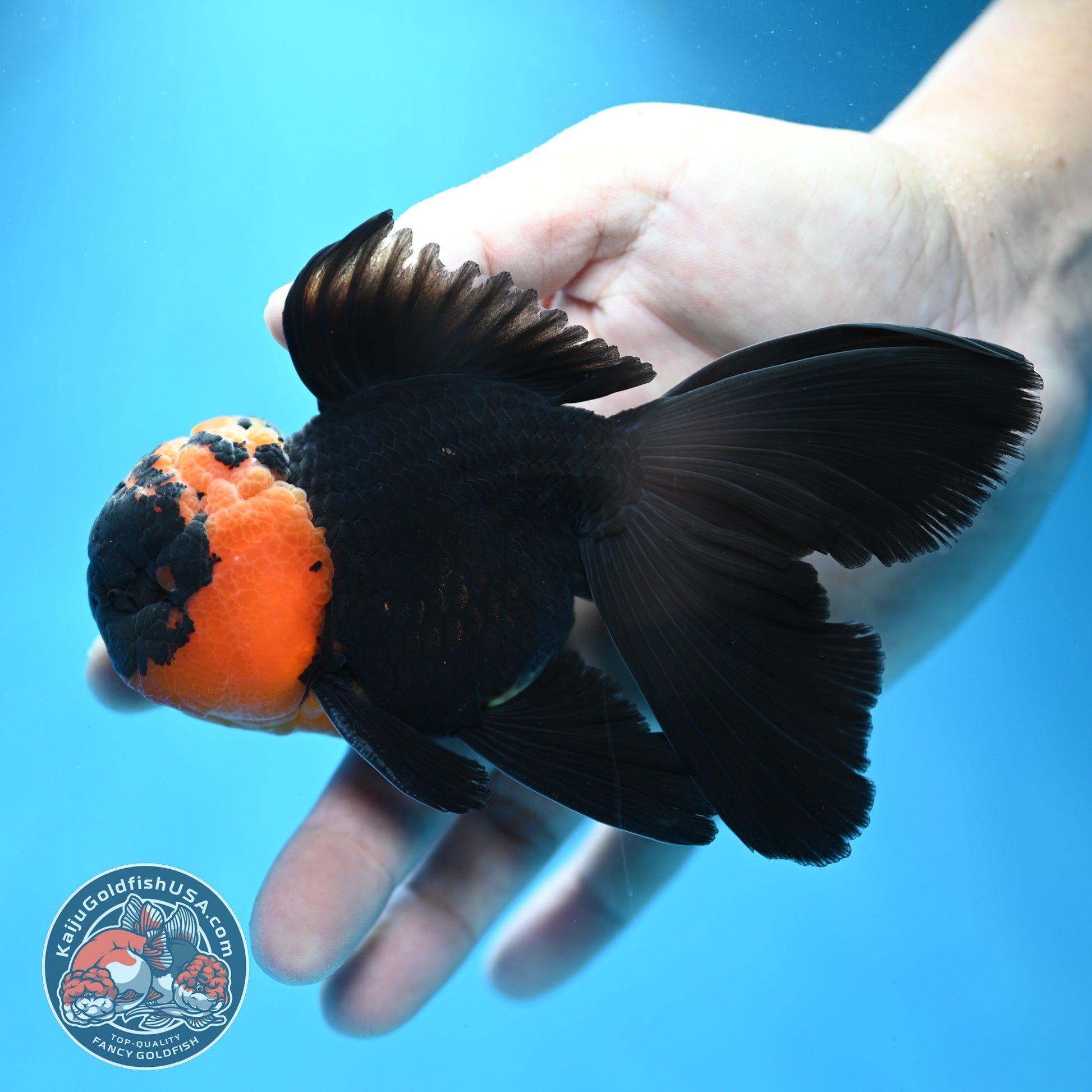 Red Head Black Rosetail Oranda 3.5 inch Body (260313_OR02)