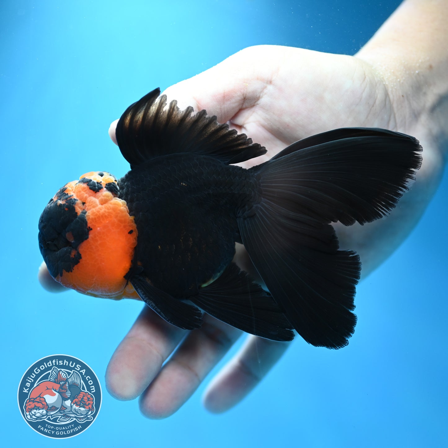 Red Head Black Rosetail Oranda 3.5 inch Body (260313_OR02)