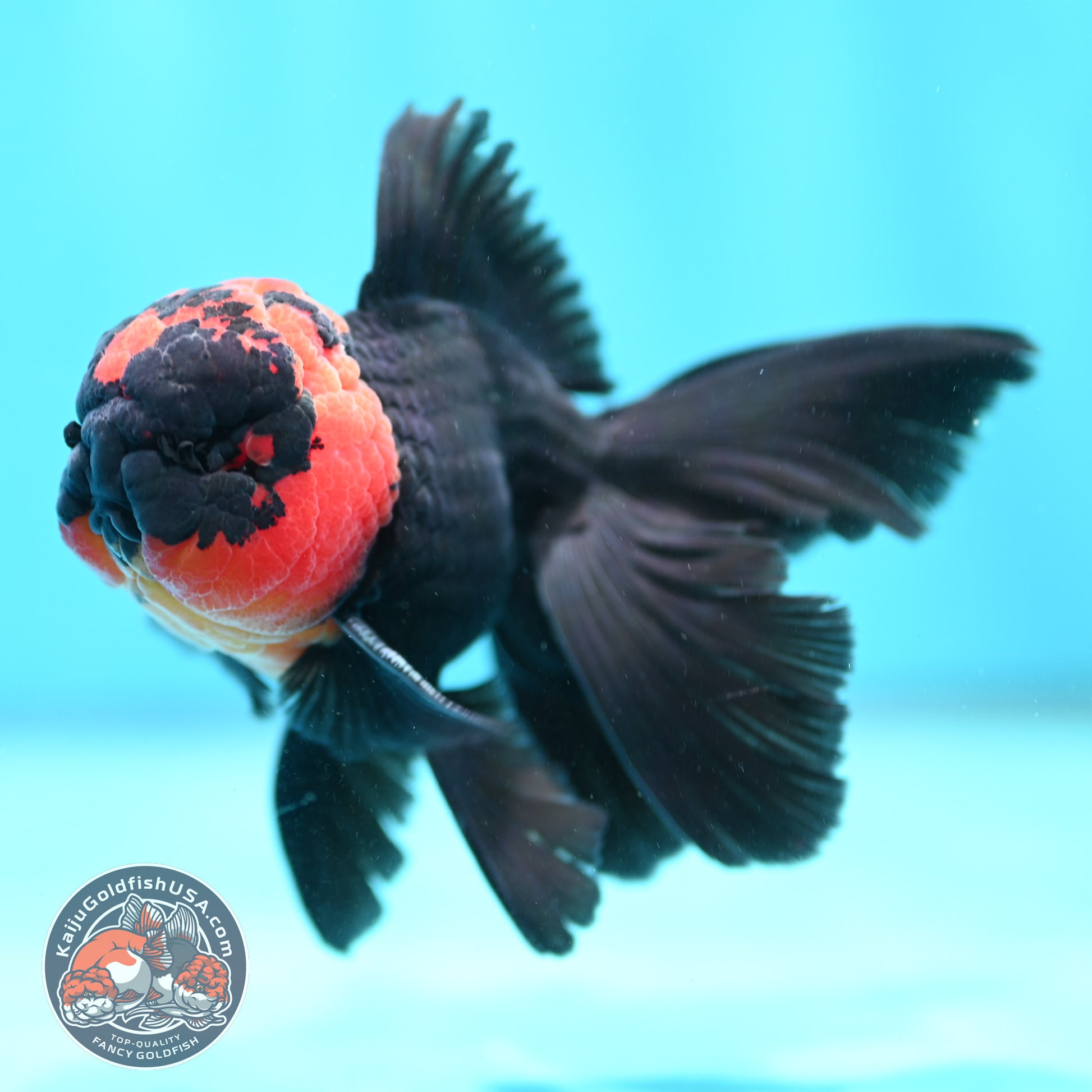 Red Head Black Rosetail Oranda 3.5 inch Body (260313_OR02)
