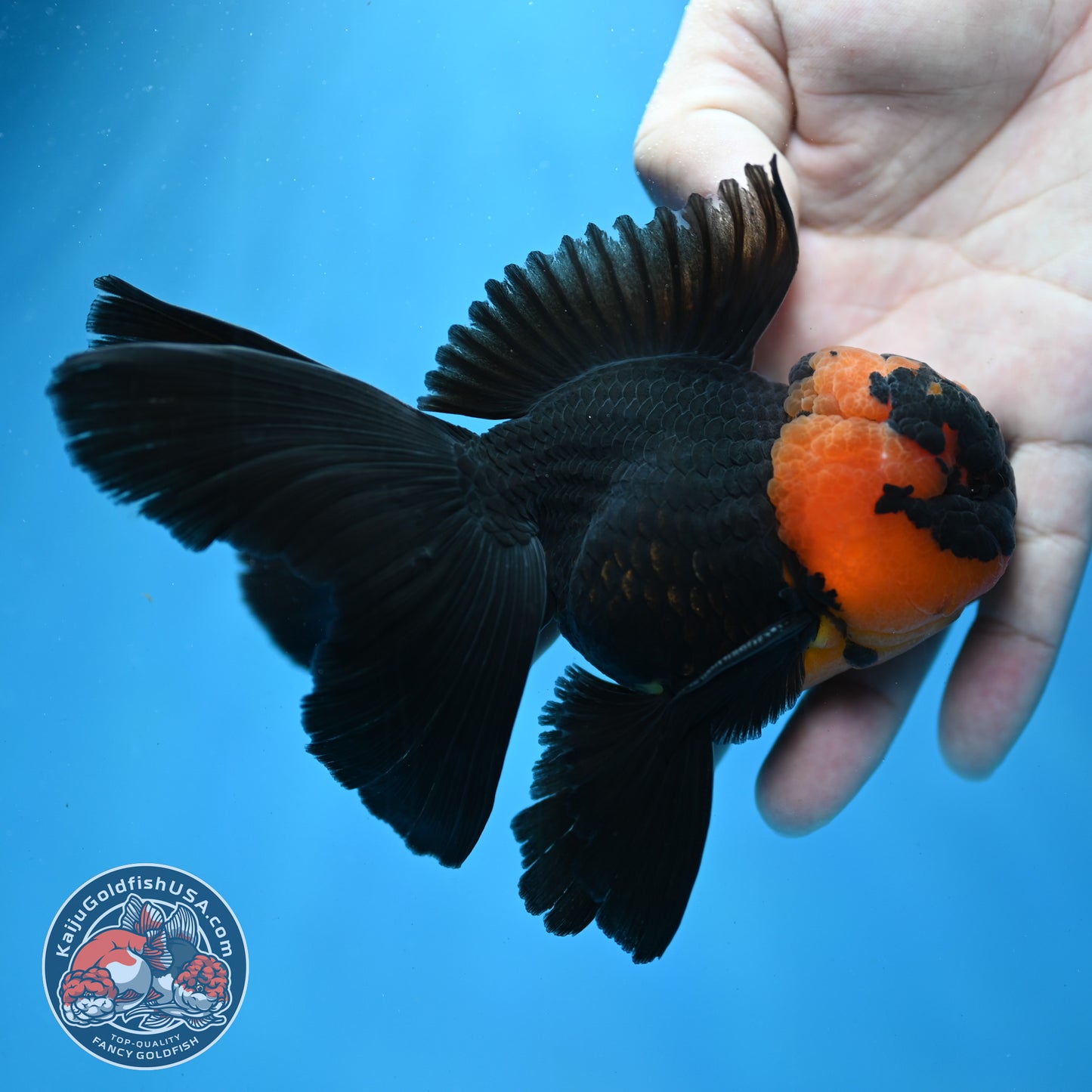 Red Head Black Rosetail Oranda 3.5 inch Body (260313_OR02)