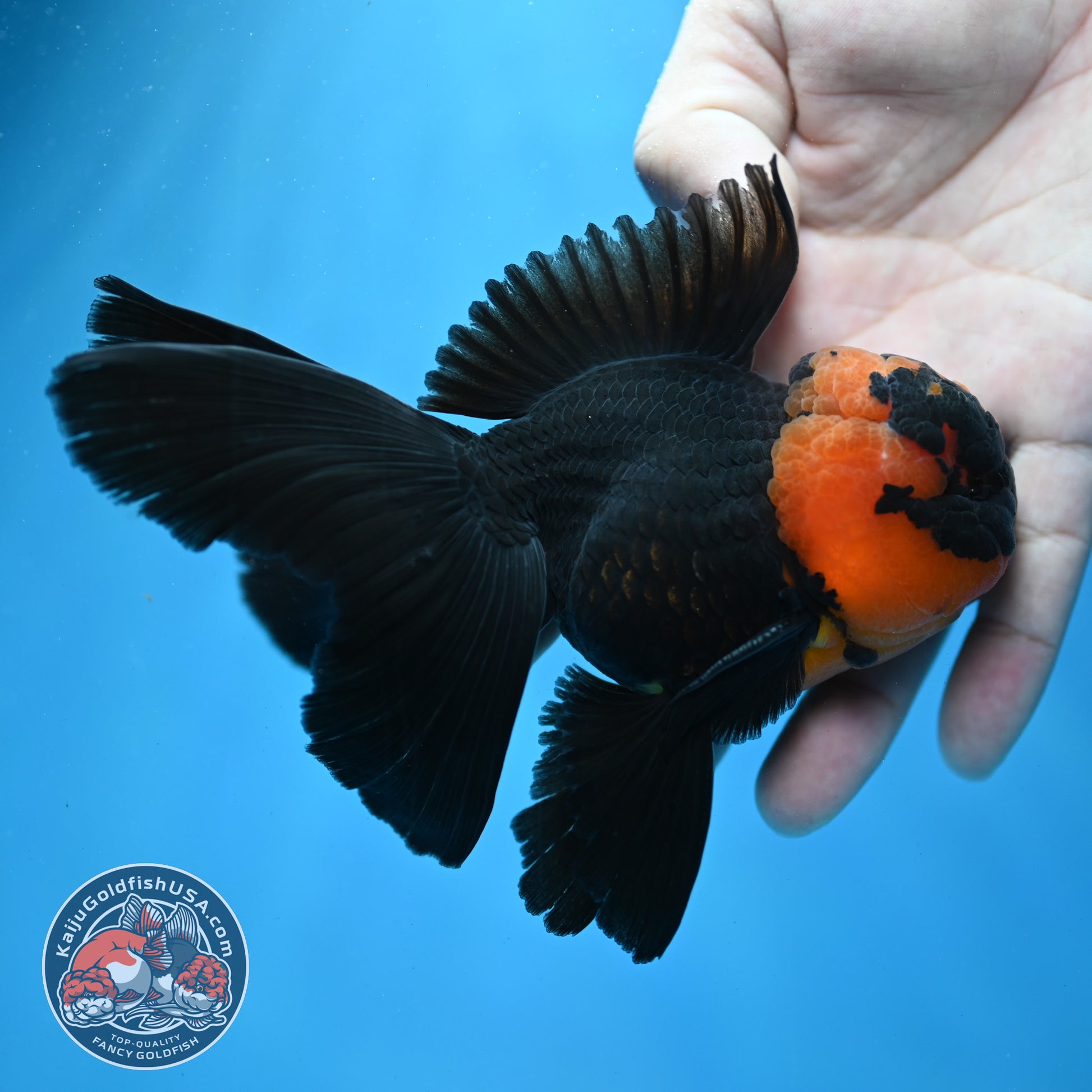 Red Head Black Rosetail Oranda 3.5 inch Body (260313_OR02)
