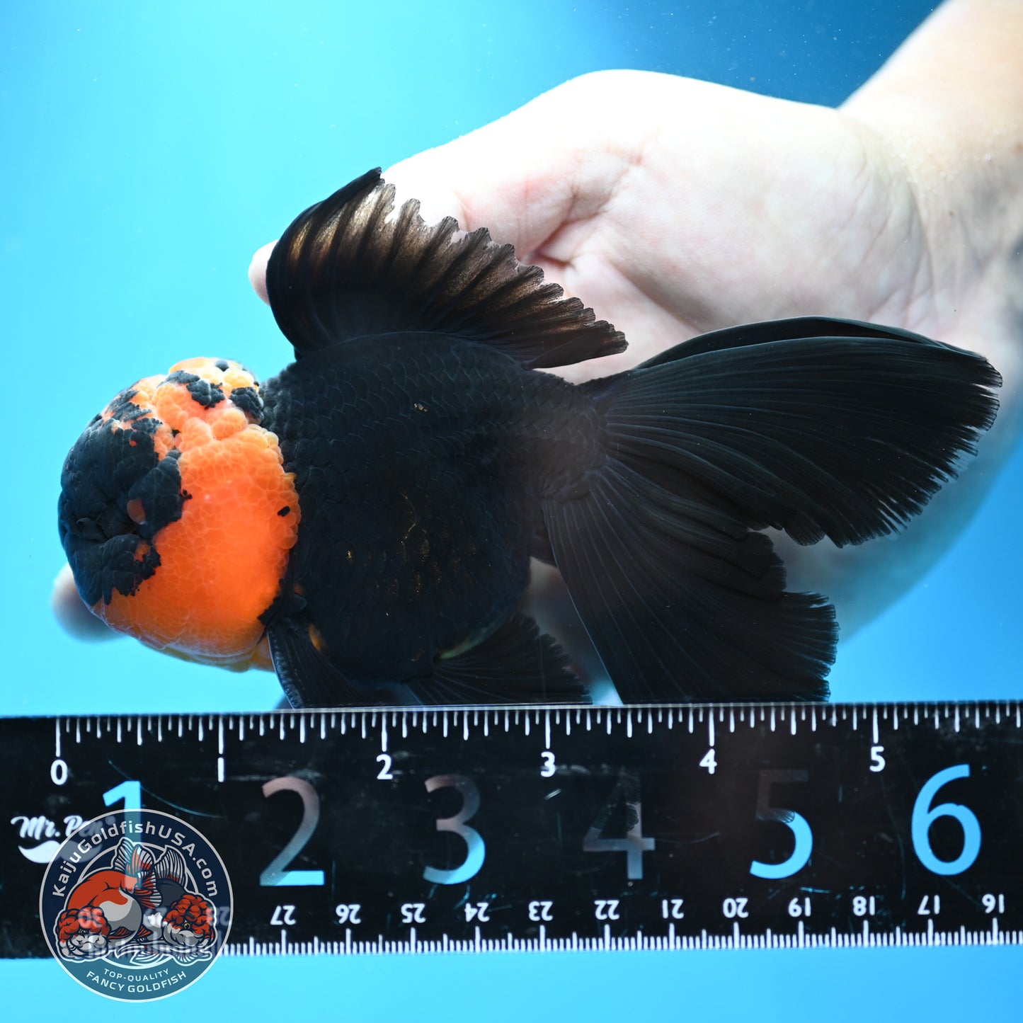 Red Head Black Rosetail Oranda 3.5 inch Body (260313_OR02)