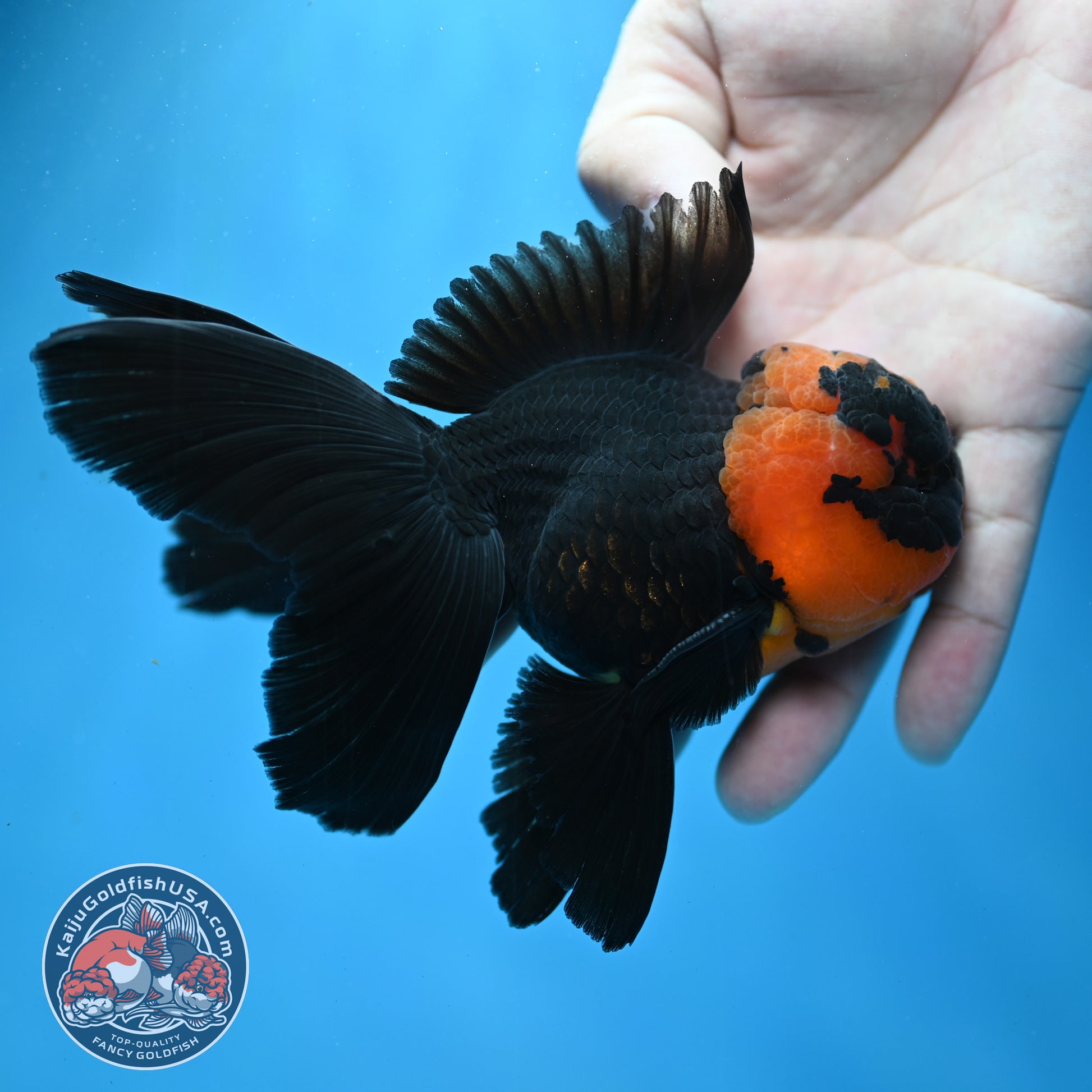 Red Head Black Rosetail Oranda 3.5 inch Body (260313_OR02)