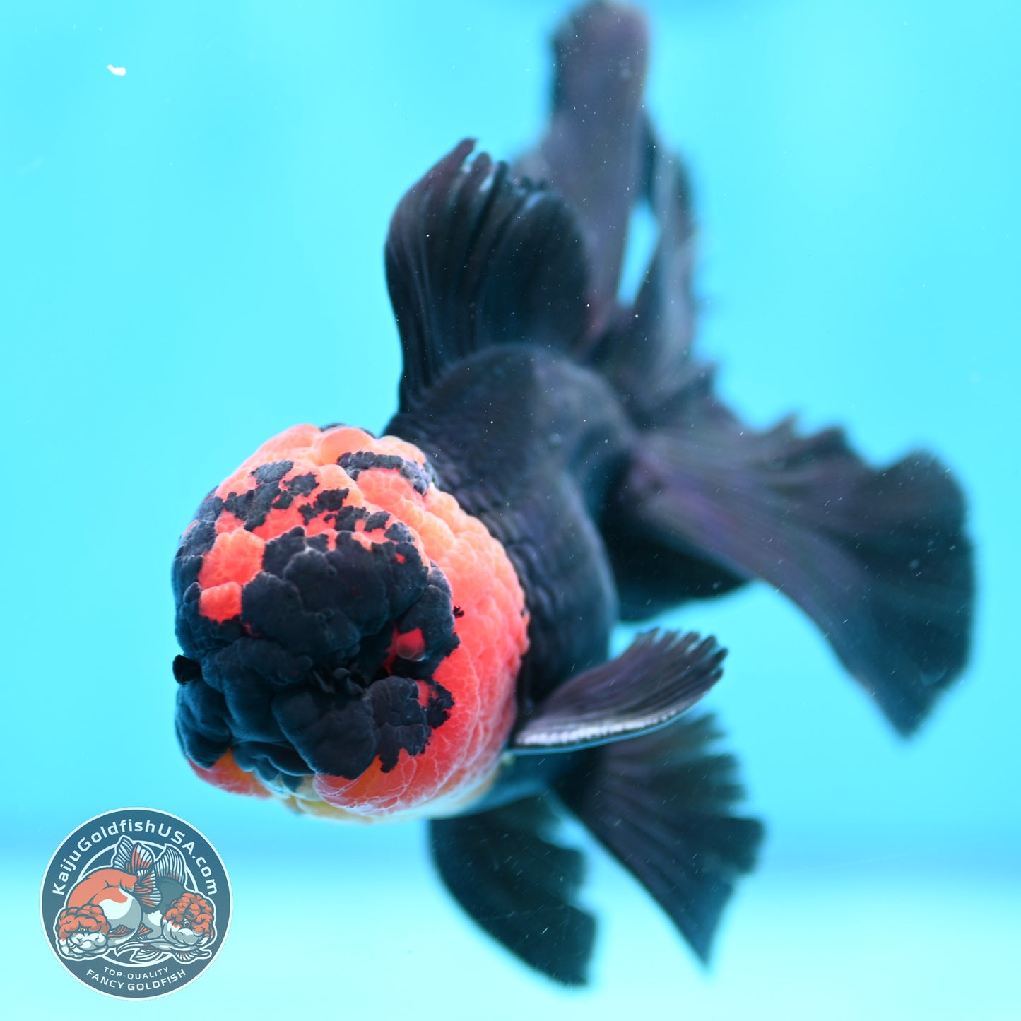 Red Head Black Rosetail Oranda 3.5 inch Body (260313_OR02)