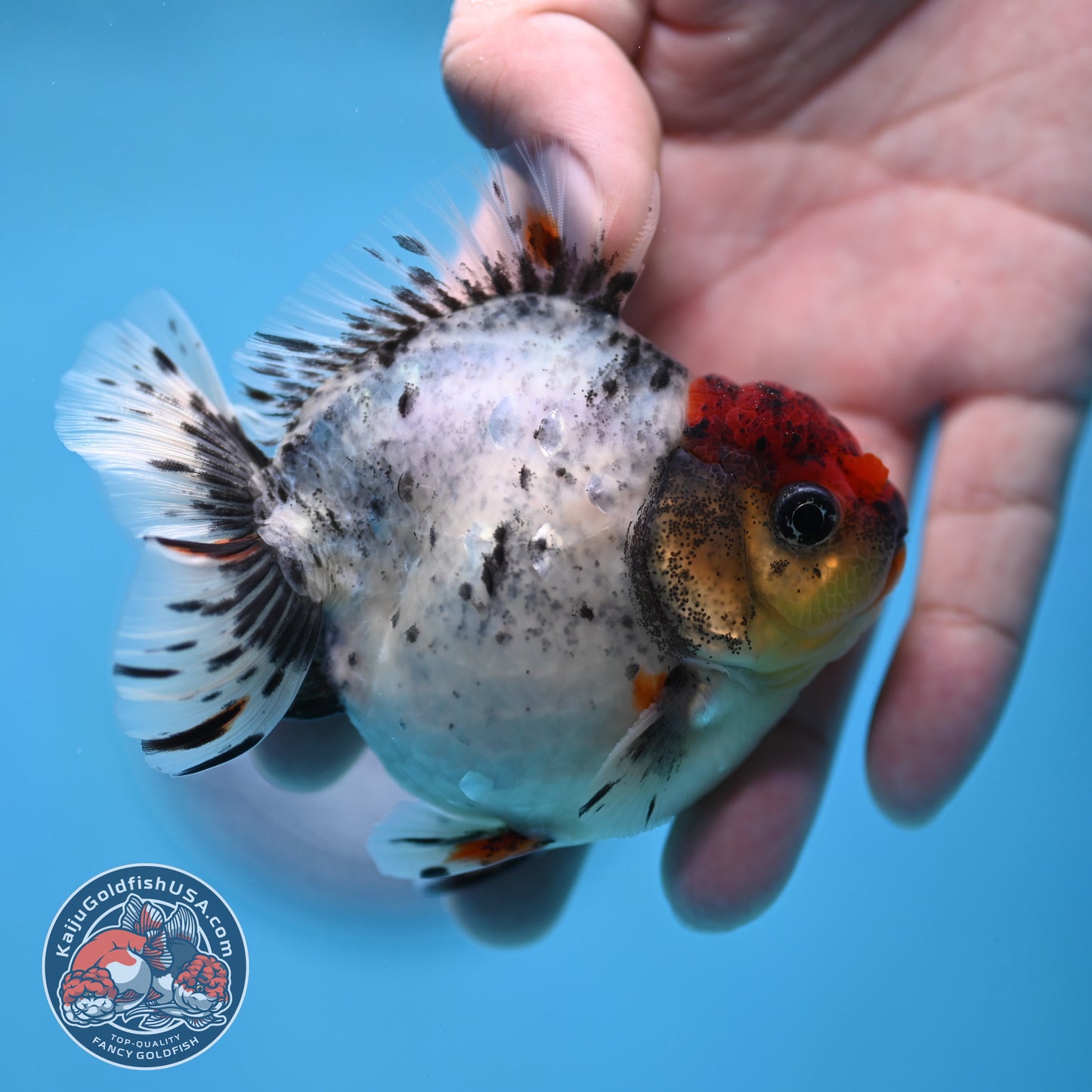 Red Head Blue Based Oranda 3 inch Body (260213_OR08)