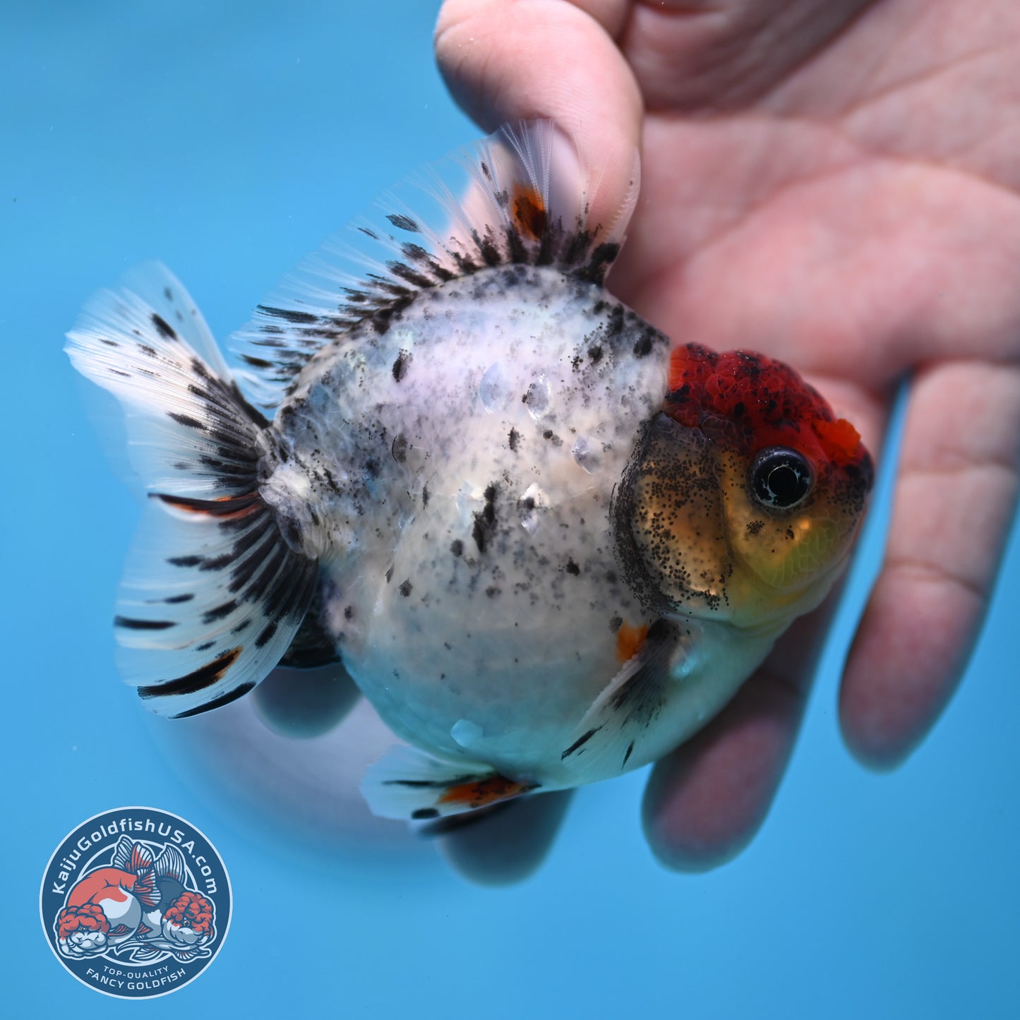 Red Head Blue Based Oranda 3 inch Body (260213_OR08)