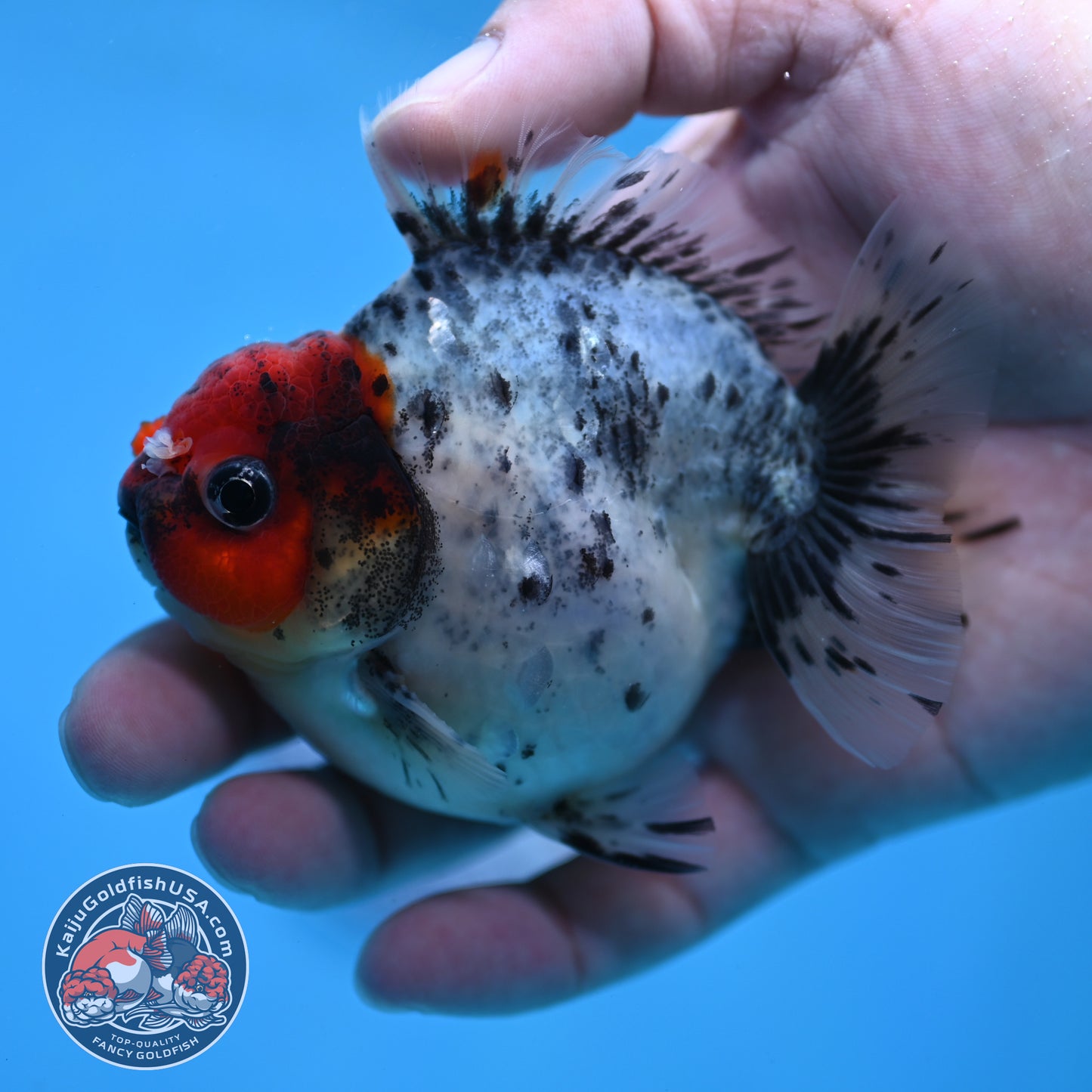 Red Head Blue Based Oranda 3 inch Body (260213_OR08)