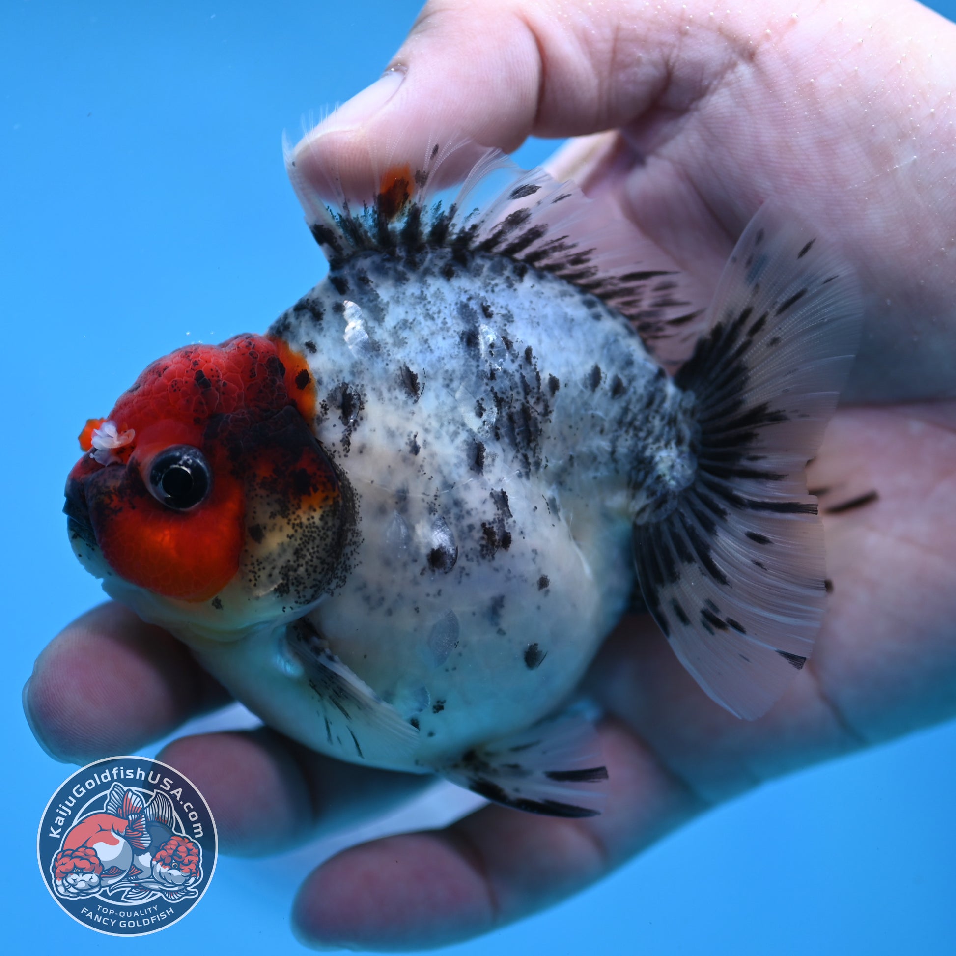 Red Head Blue Based Oranda 3 inch Body (260213_OR08)