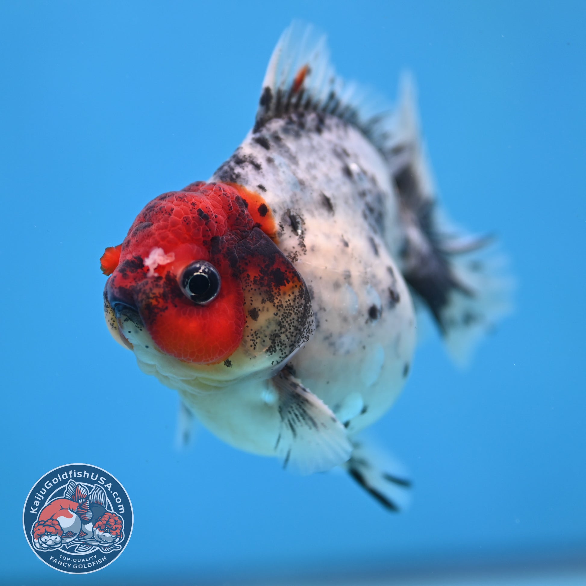 Red Head Blue Based Oranda 3 inch Body (260213_OR08)