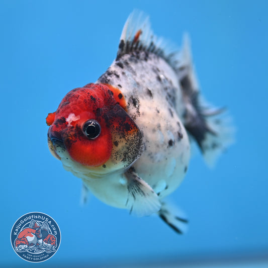 Red Head Blue Based Oranda 3 inch Body (260213_OR08)