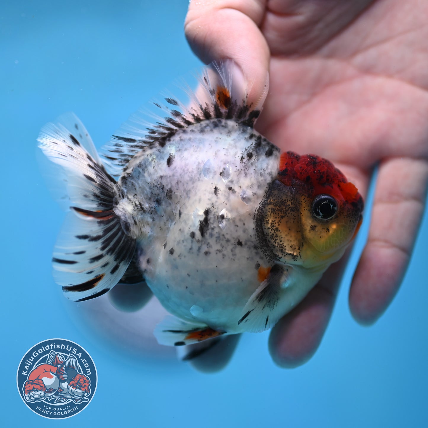 Red Head Blue Based Oranda 3 inch Body (260213_OR08)