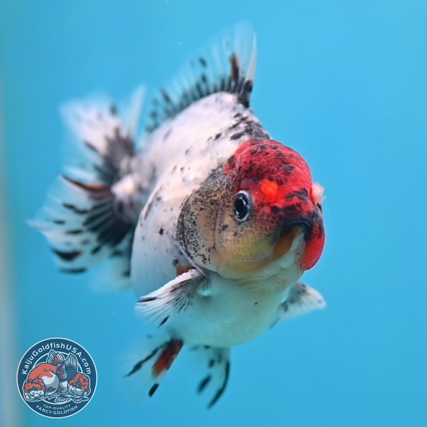 Red Head Blue Based Oranda 3 inch Body (260213_OR08)
