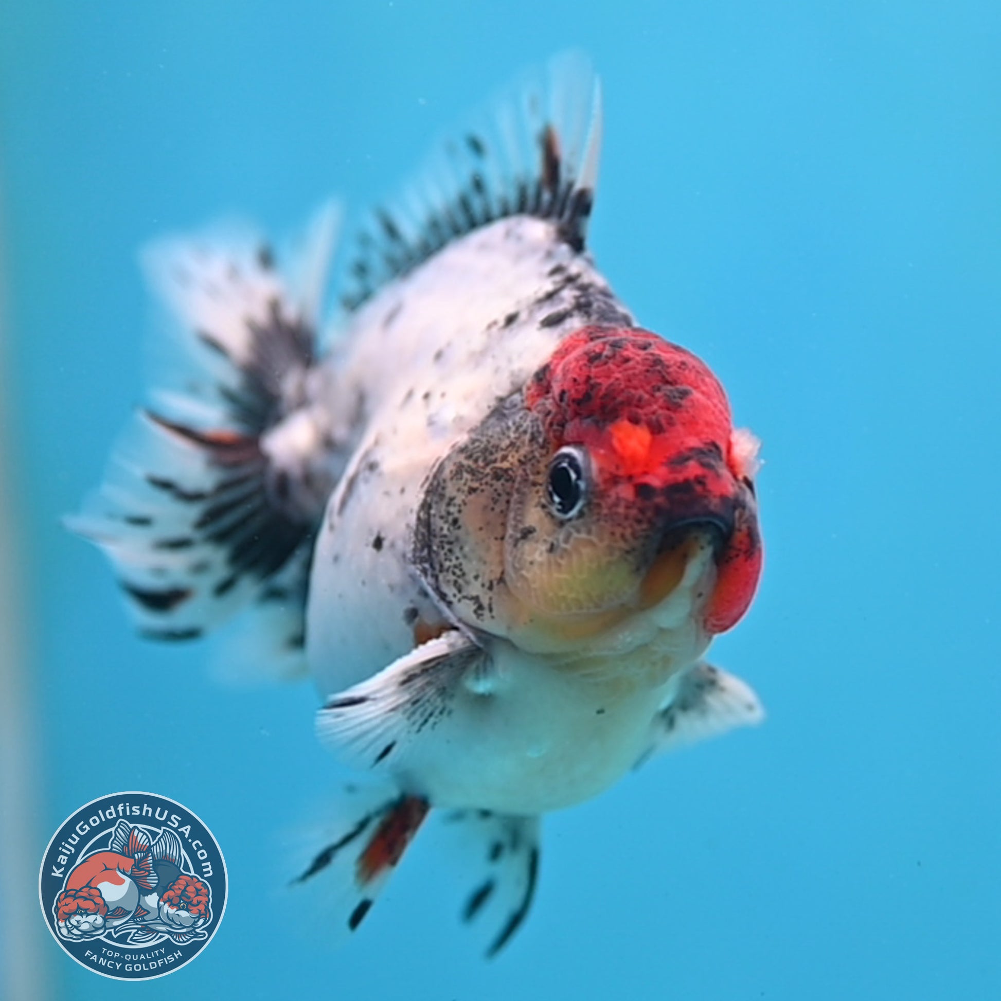 Red Head Blue Based Oranda 3 inch Body (260213_OR08)