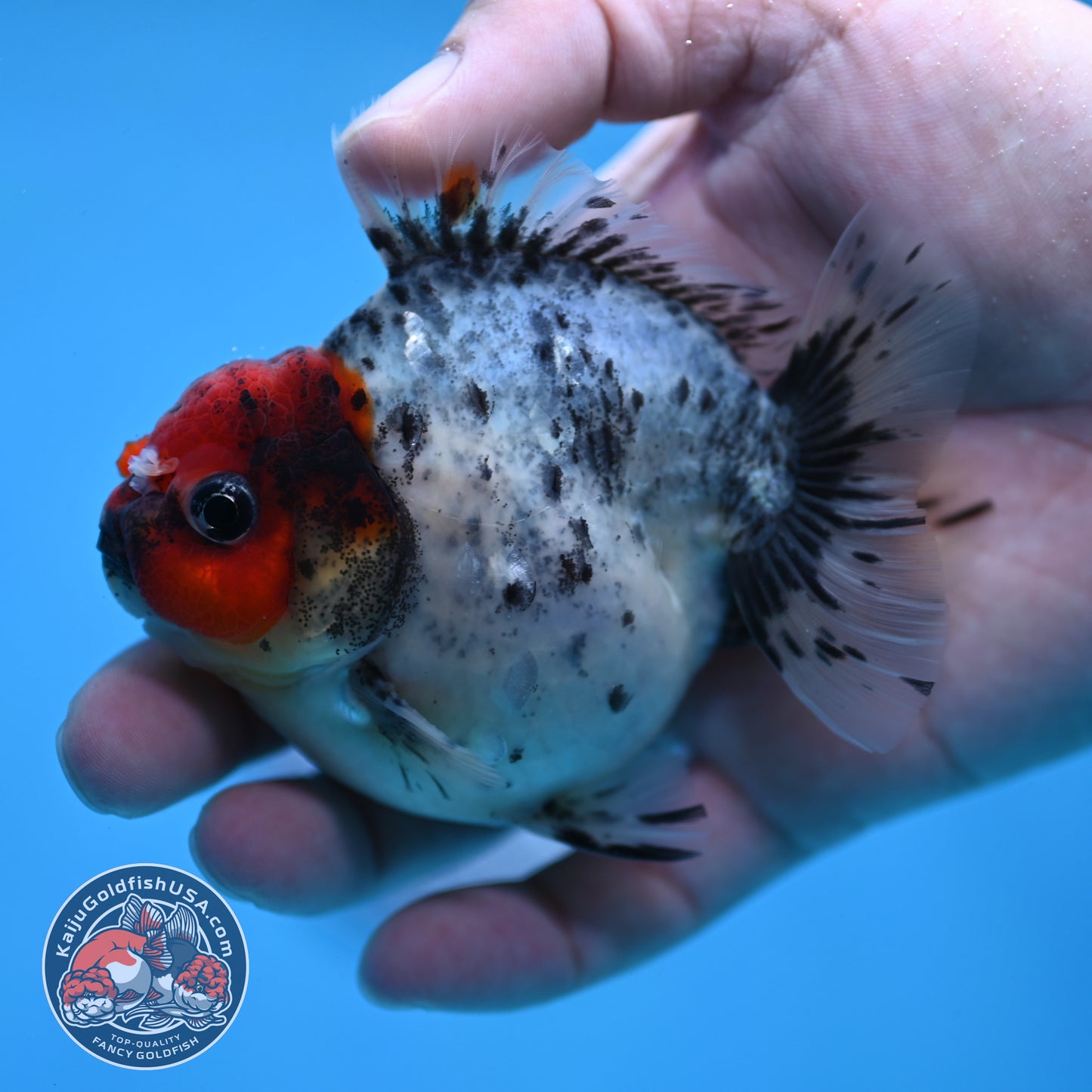 Red Head Blue Based Oranda 3 inch Body (260213_OR08)
