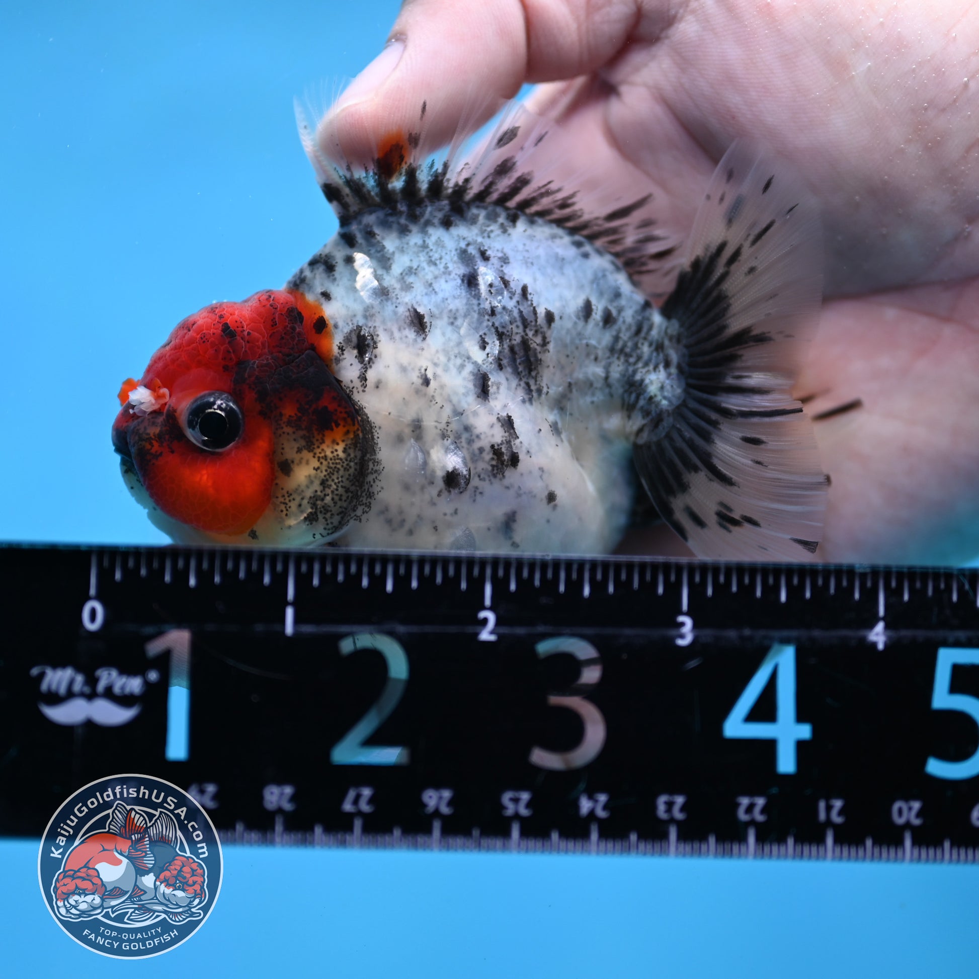 Red Head Blue Based Oranda 3 inch Body (260213_OR08)