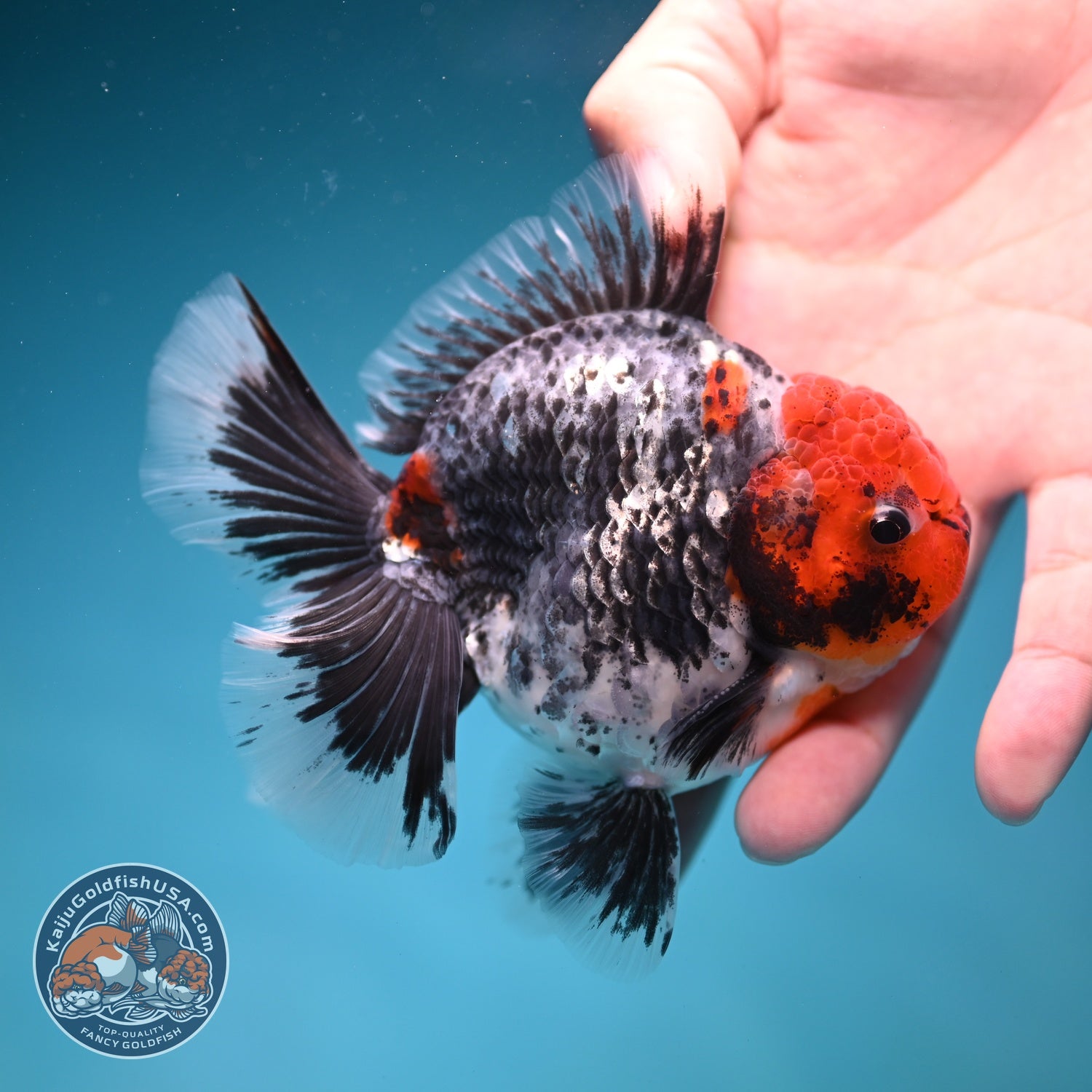 Red Head Kirin Oranda 3.5 inch Body (260814_OR23)