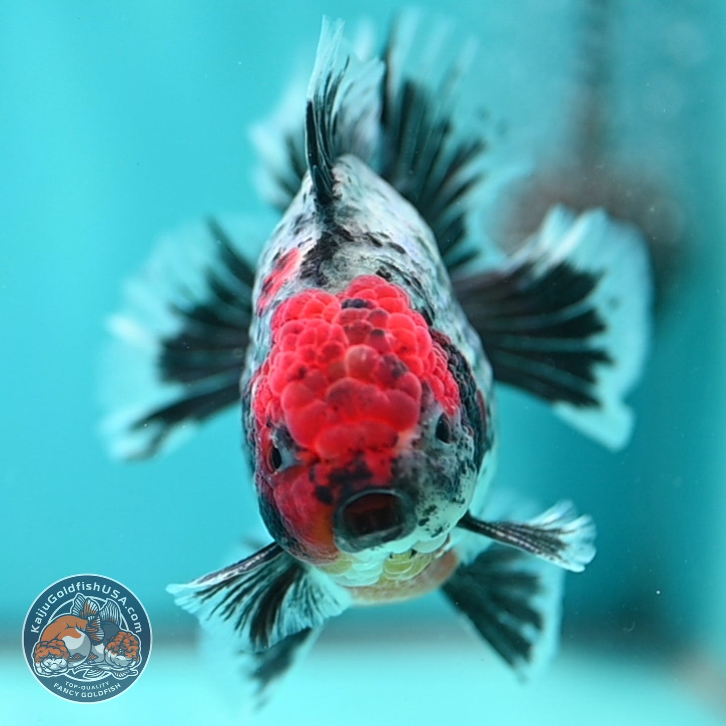 Red Head Kirin Oranda 3.5 inch Body (260814_OR23)