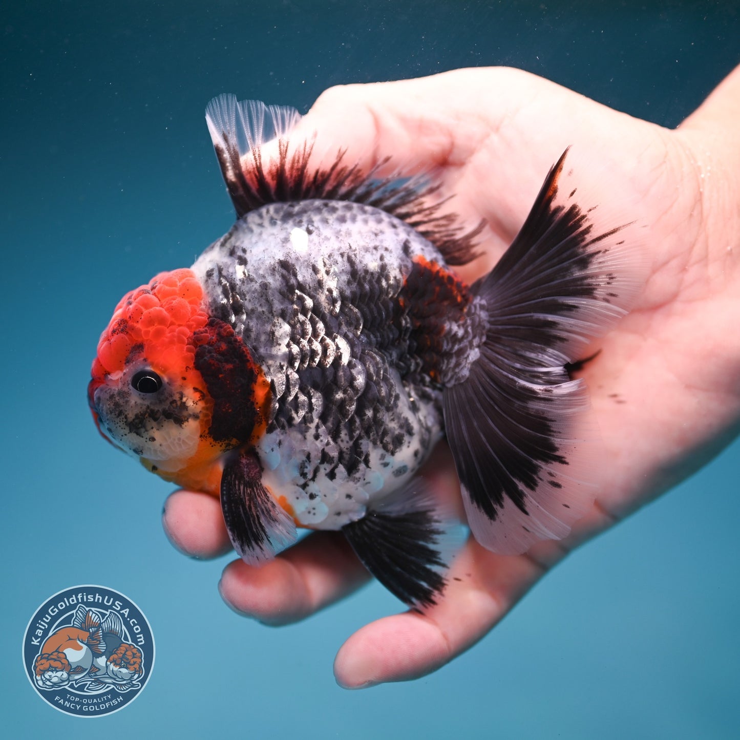 Red Head Kirin Oranda 3.5 inch Body (260814_OR23)